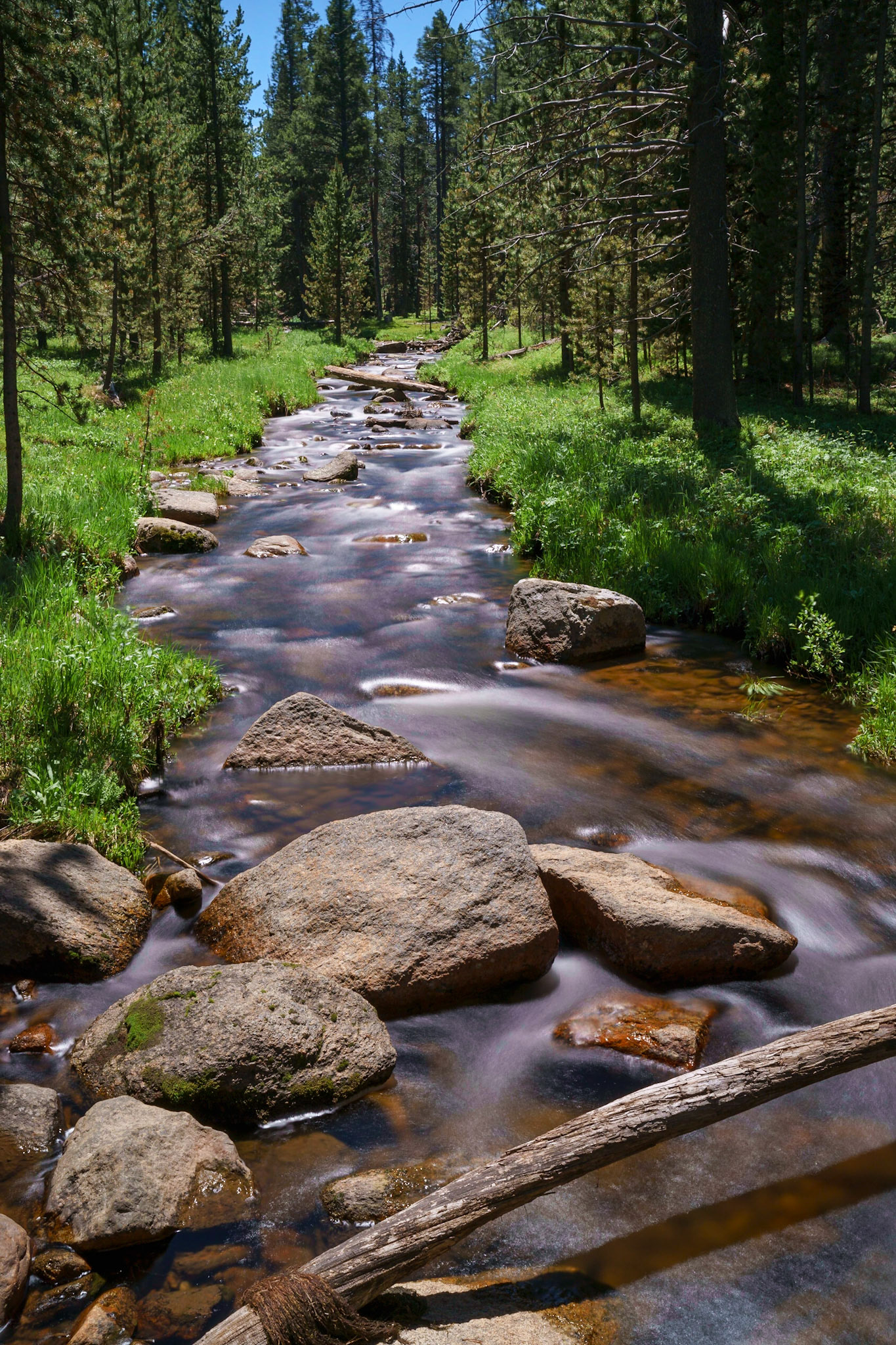 Bighorn Mtns, WY June 2021