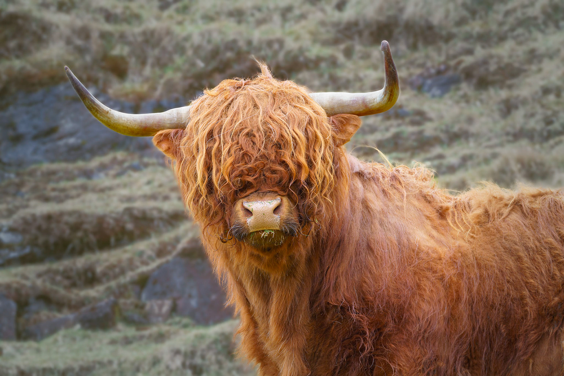 Mr. Cuddles, Vagar FaroeIslands April2022