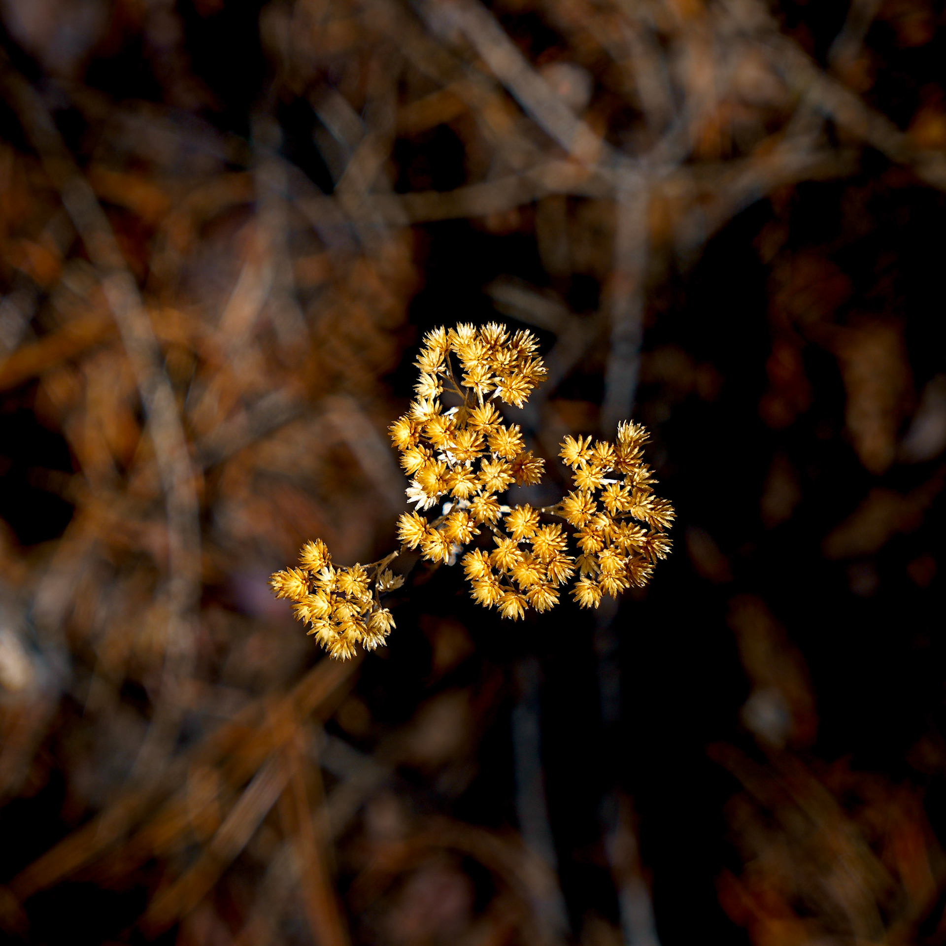 Near Yurt, March 2020