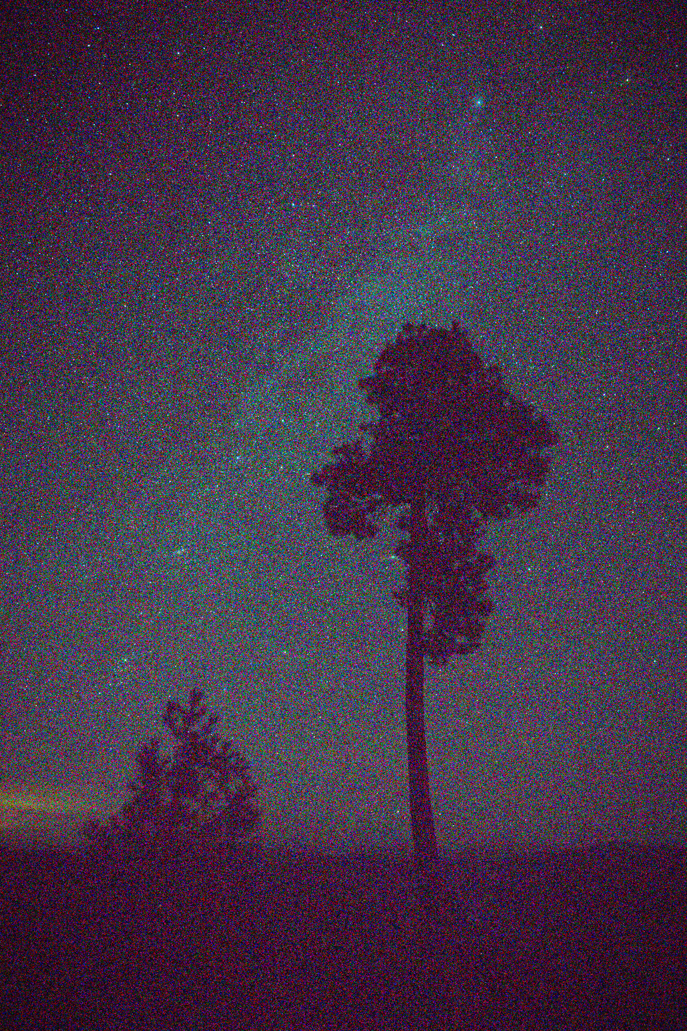 Sentinal Pine, Roundezvous, Aug 2021