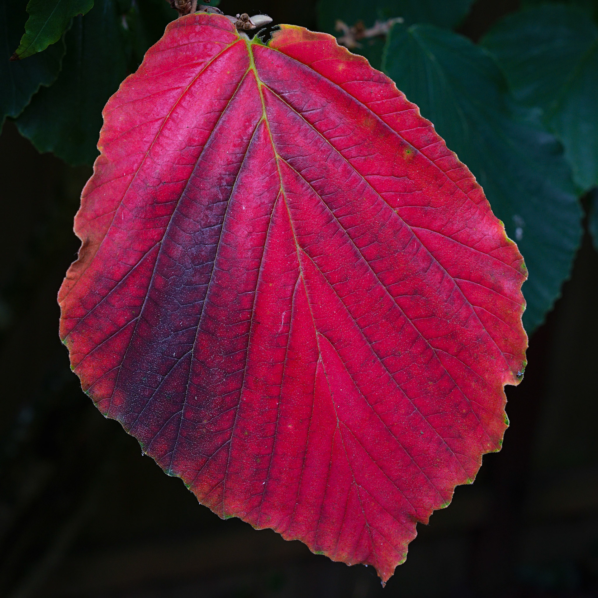 Witch Hazel, Springtree, Sep2023