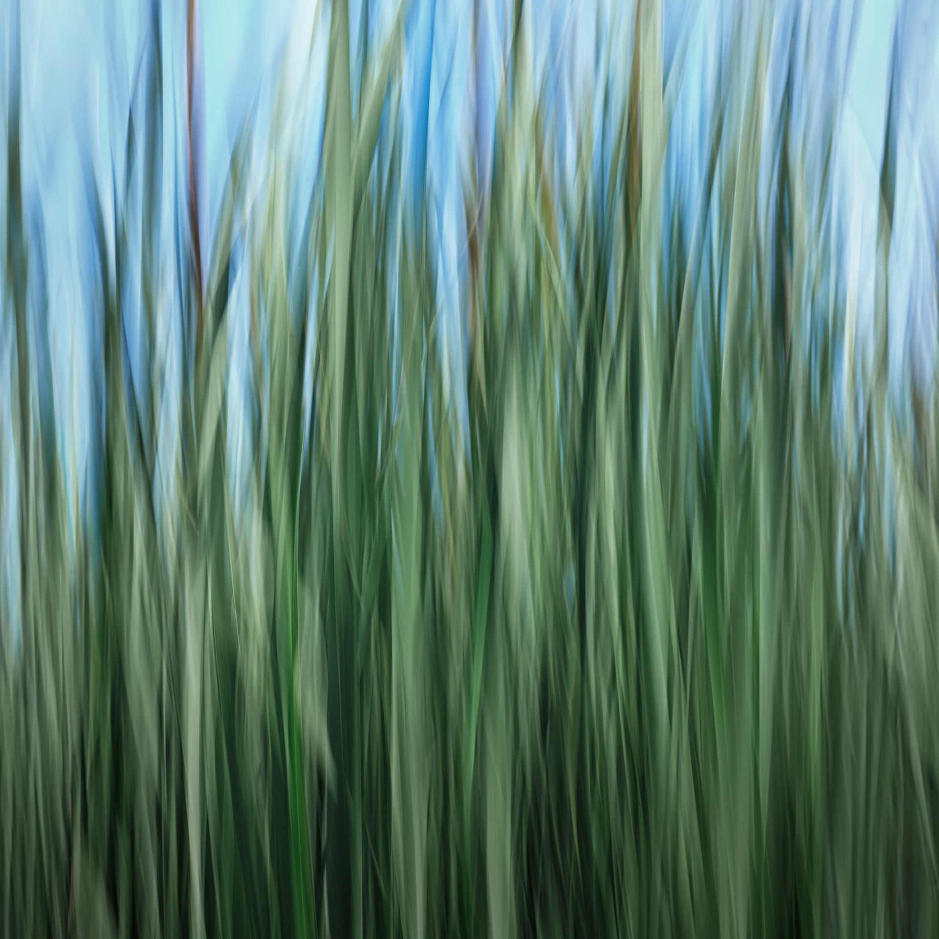 Cattails LaConner 7/2019