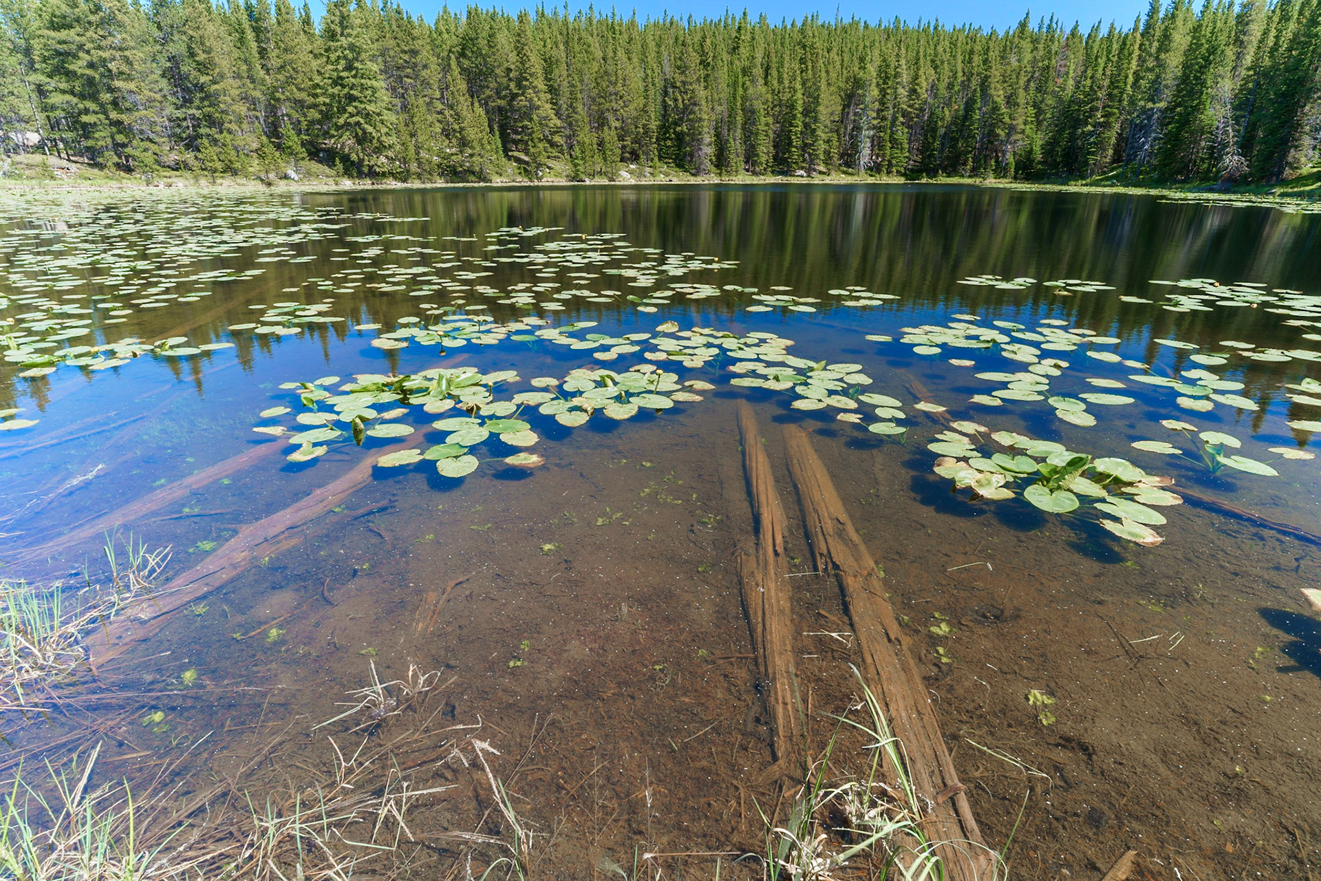 Bighorn Mtns, WY June 2021