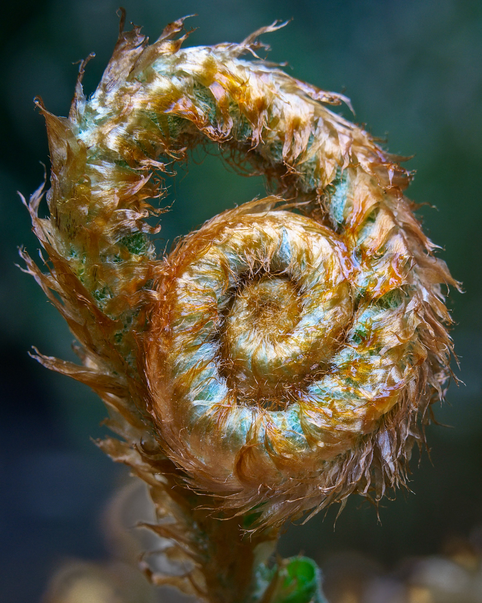 Fiddlehead, Mill Creek, May 2021