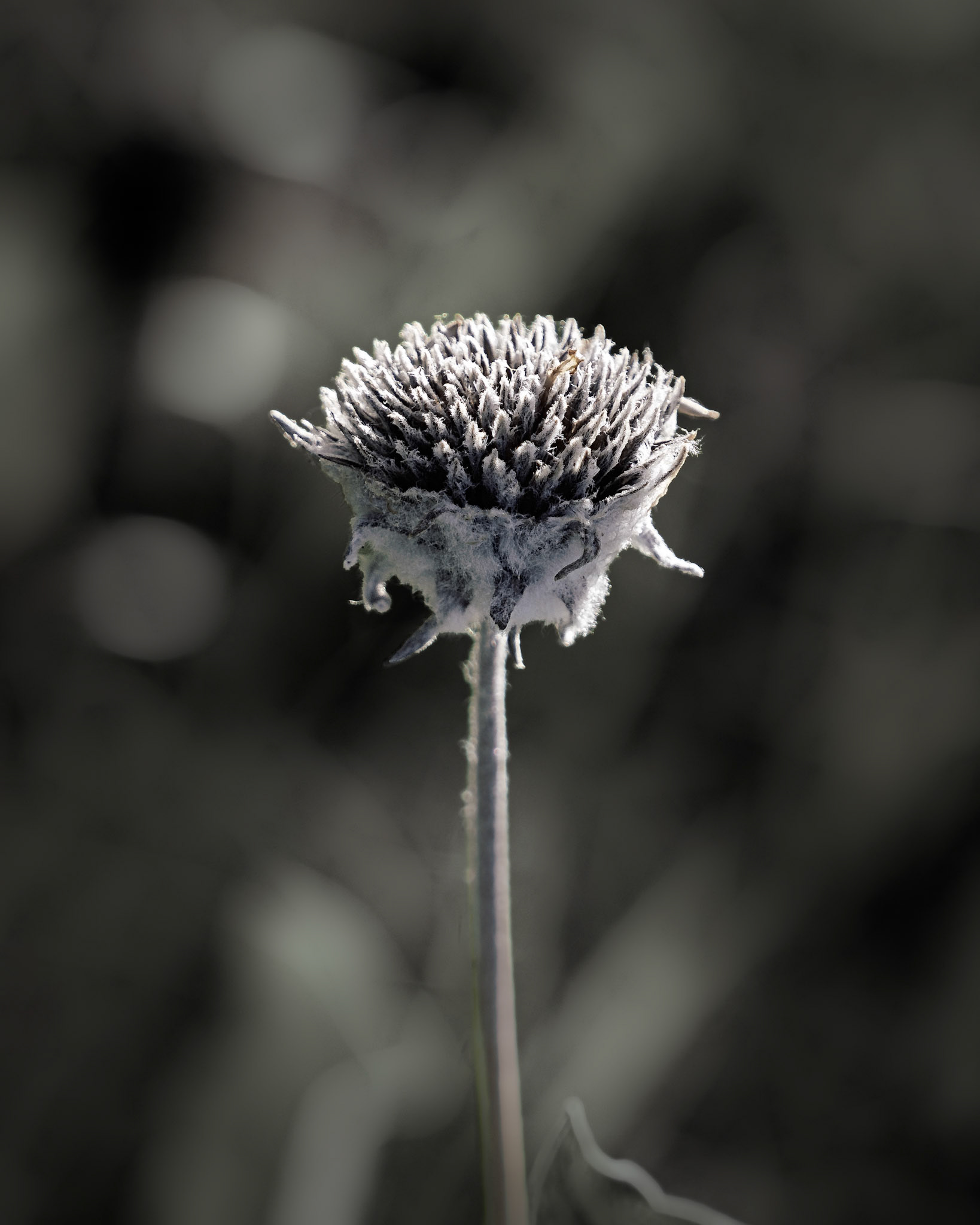 Roundezvous ArrowleafBalsamroot, June2026