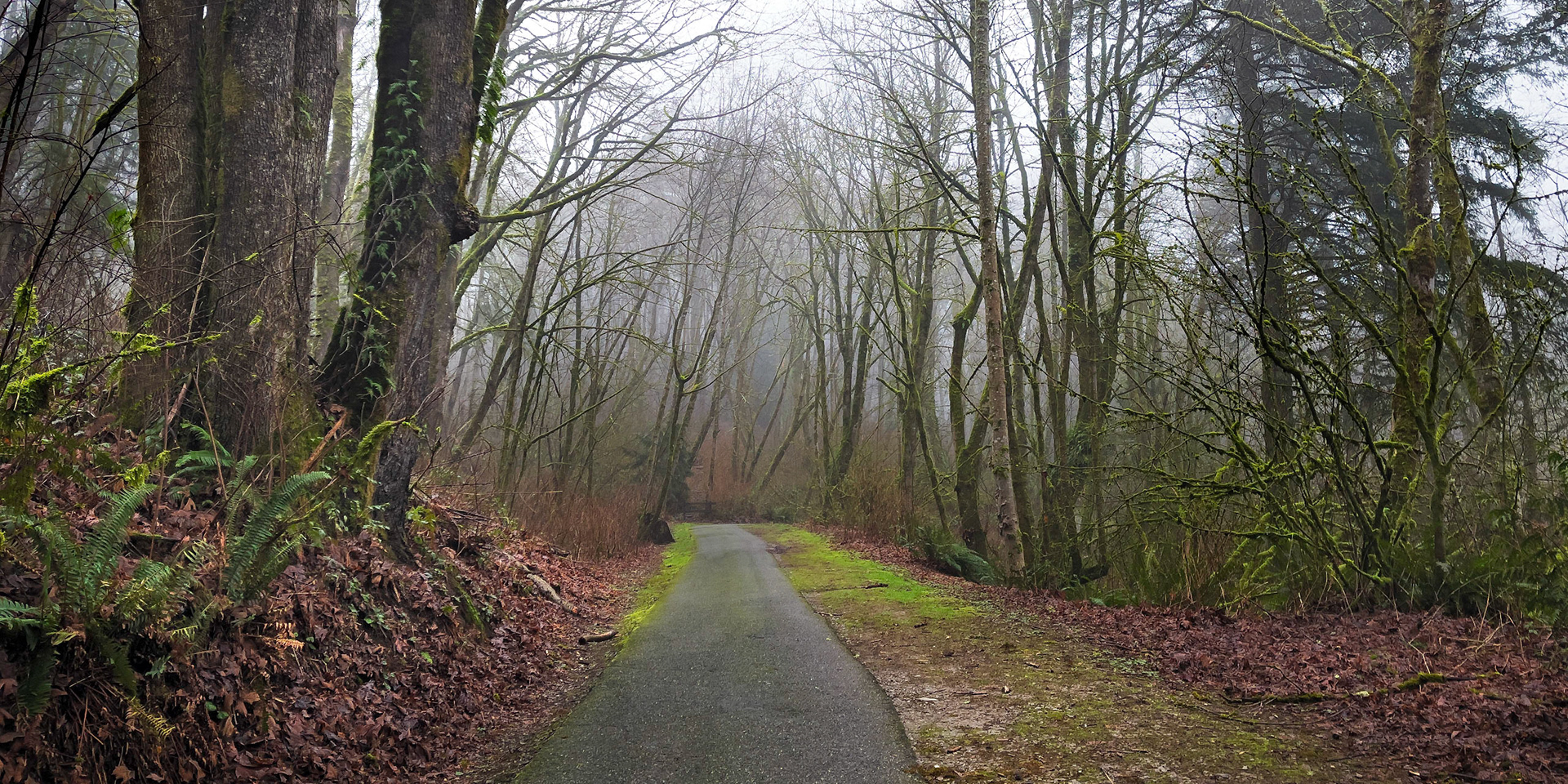 Daily Walk, Mill Creek Nature Preserve, Jan 2021