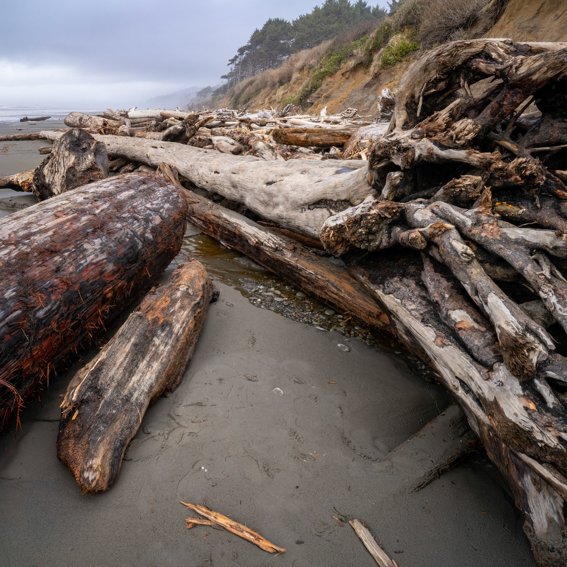 Kalaloch, March 2022