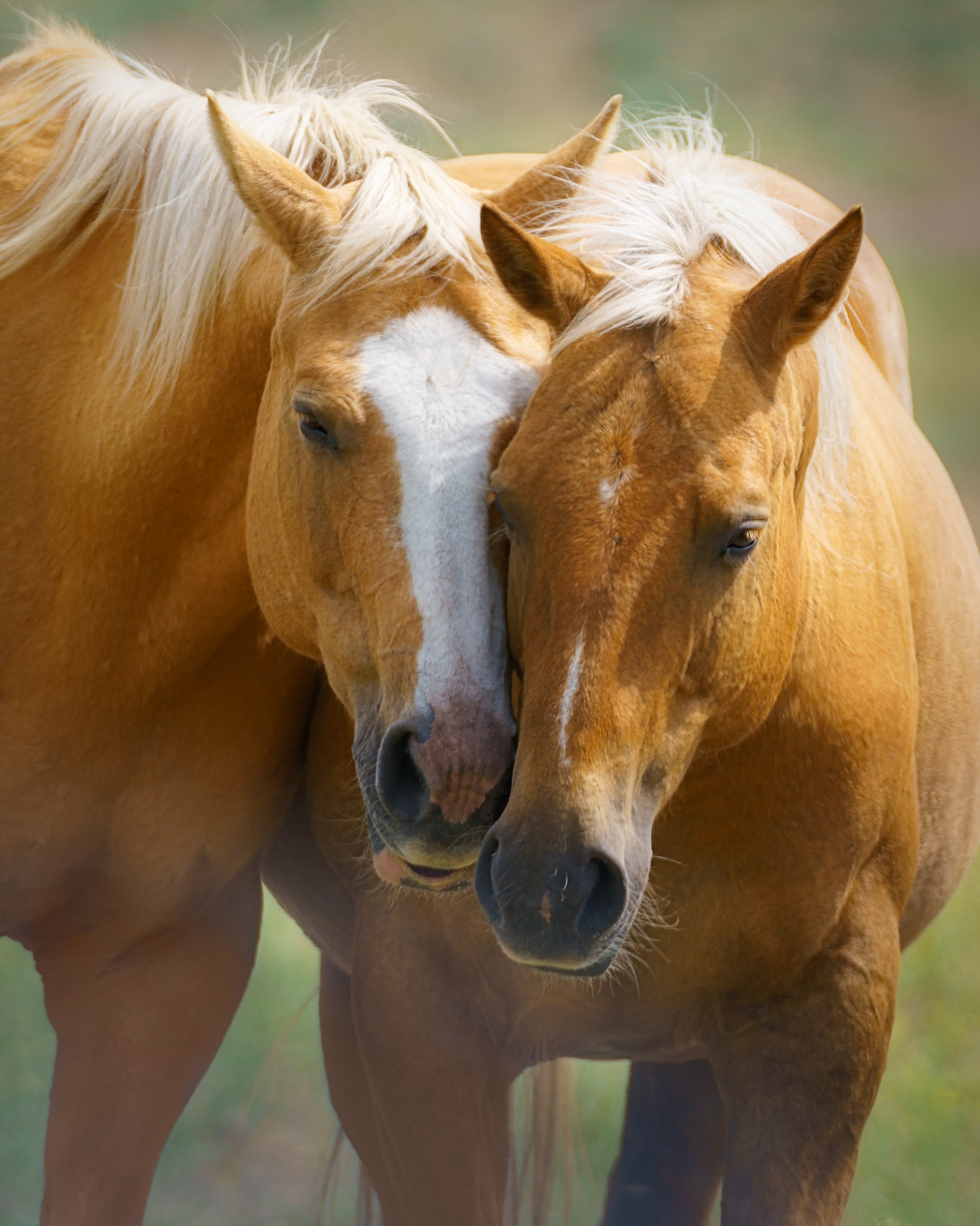 Malheur OR, June 2018