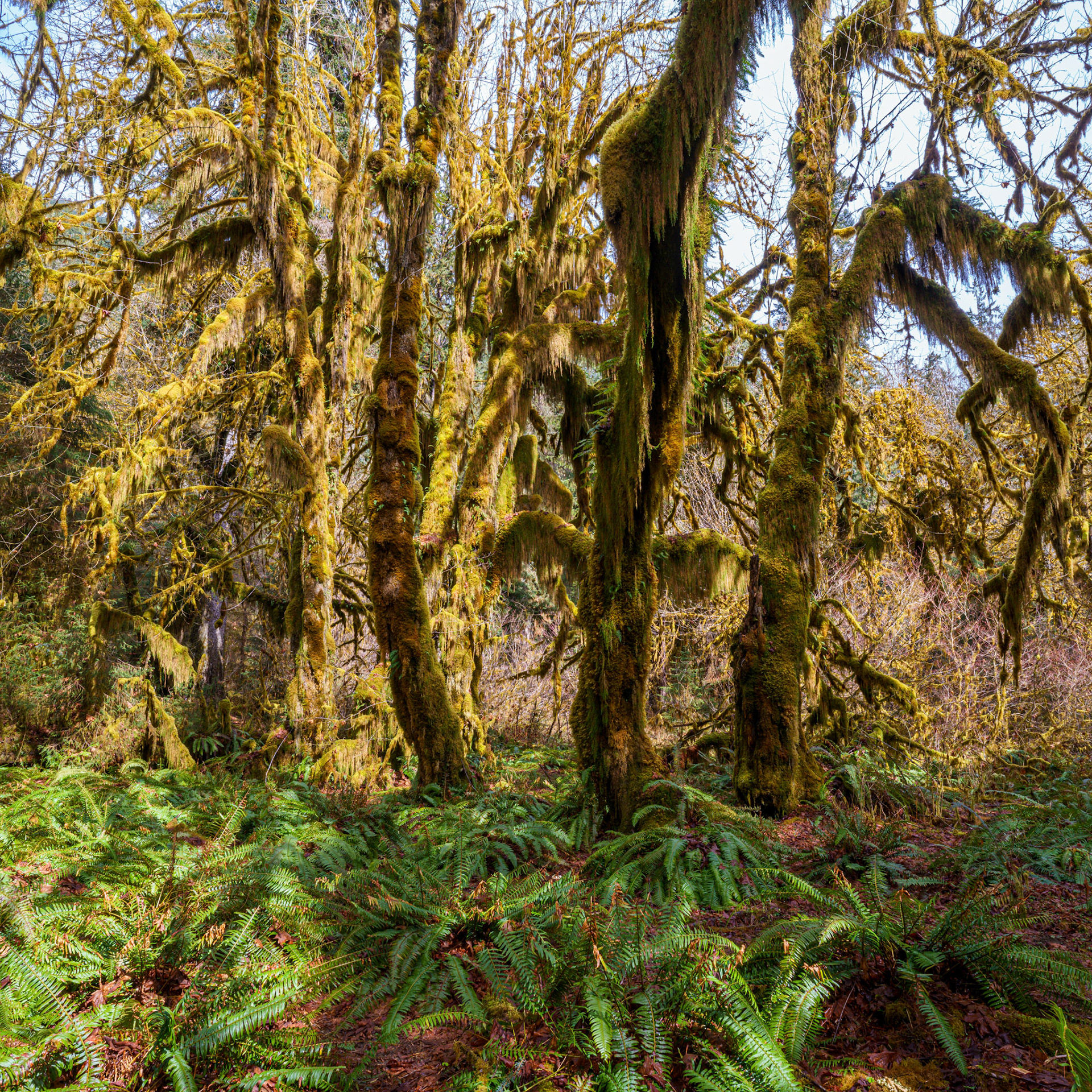 Hoh Rainforest, March 2022