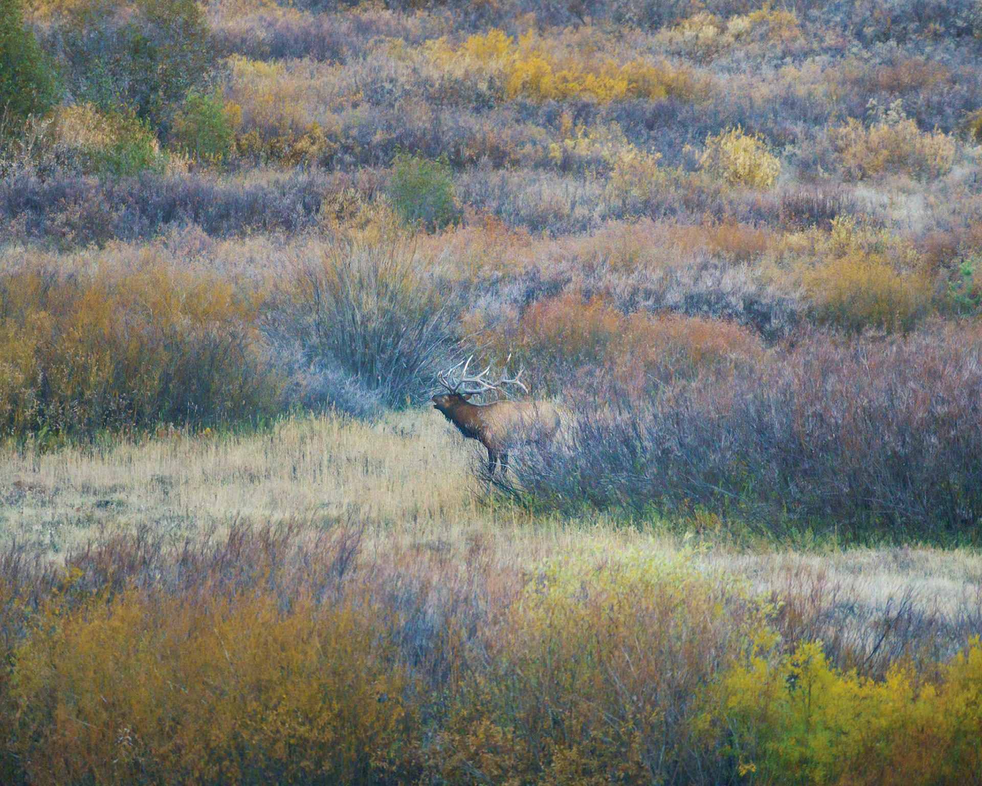 Elk, JacksonLakeLodge, GrandTetonNP Sep2022