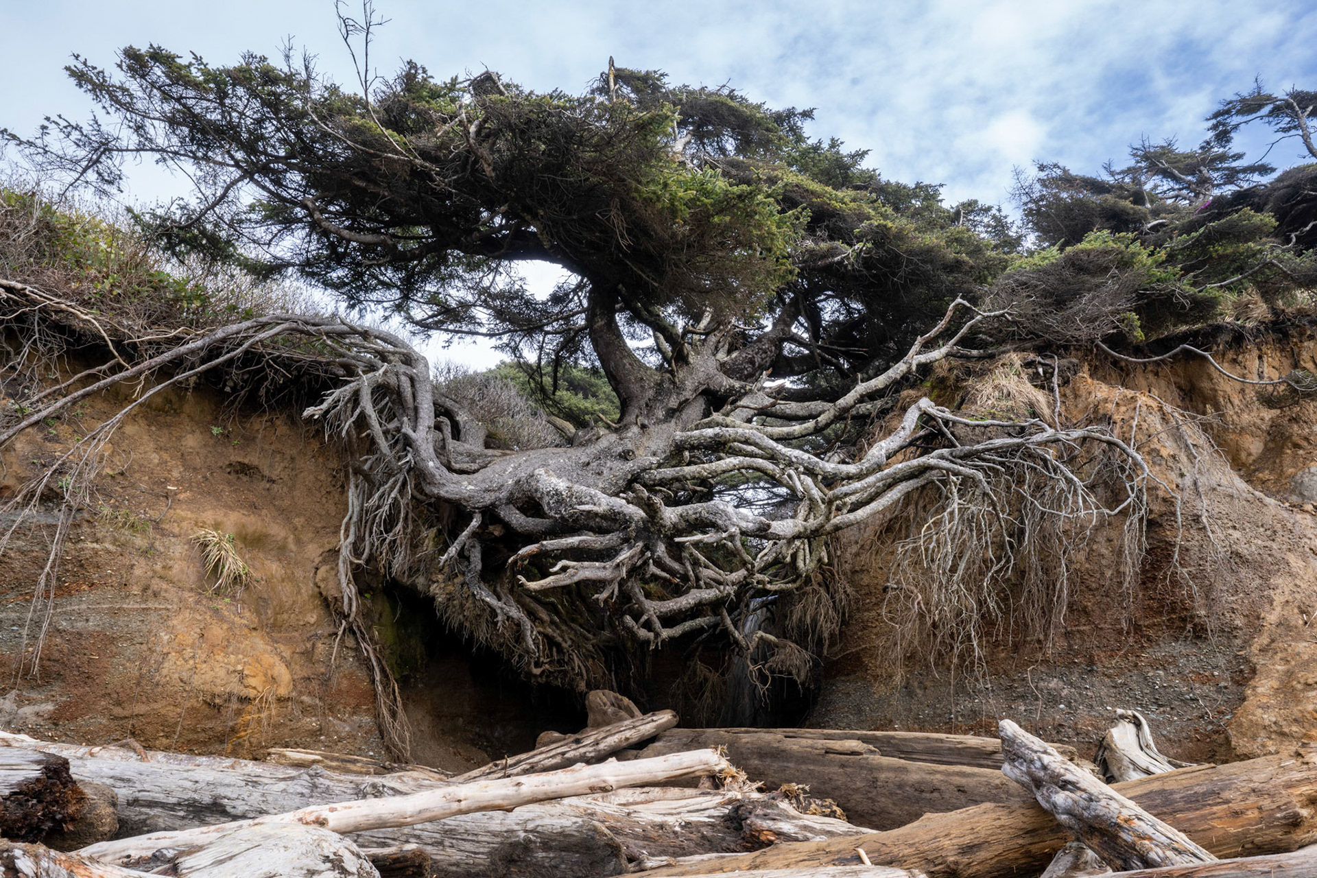 Tree of Life, Kalaloch, March 2022