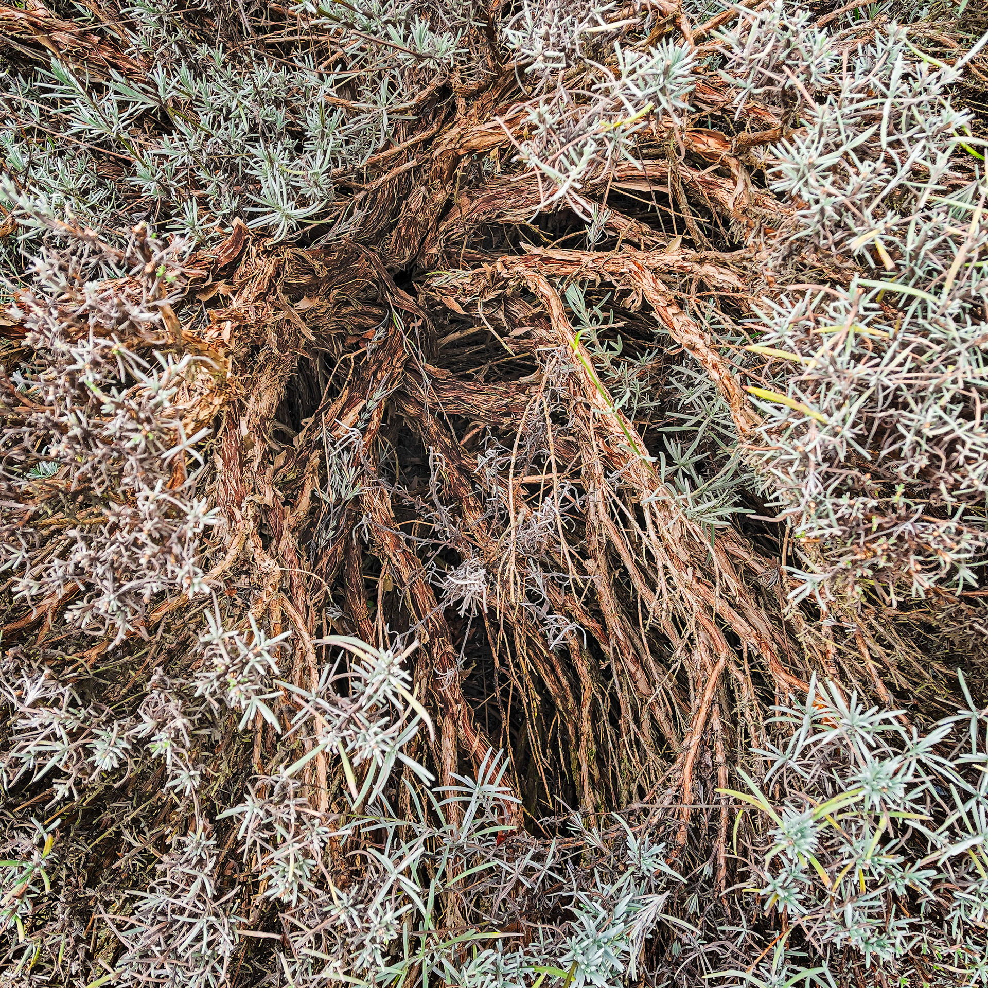Shrubbery Detail, Mill Creek, Jan 2021