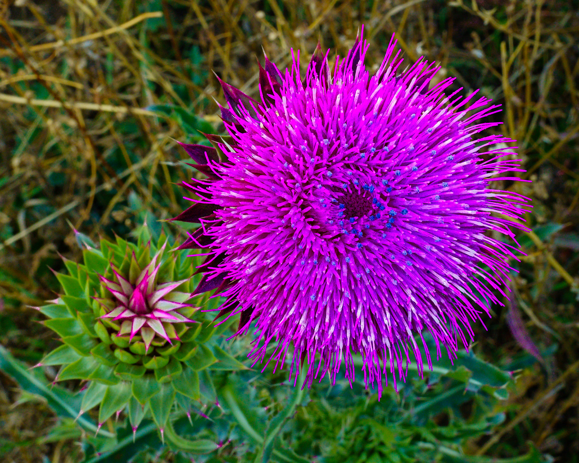 Musk Thistle, Tetons, Sep 2022