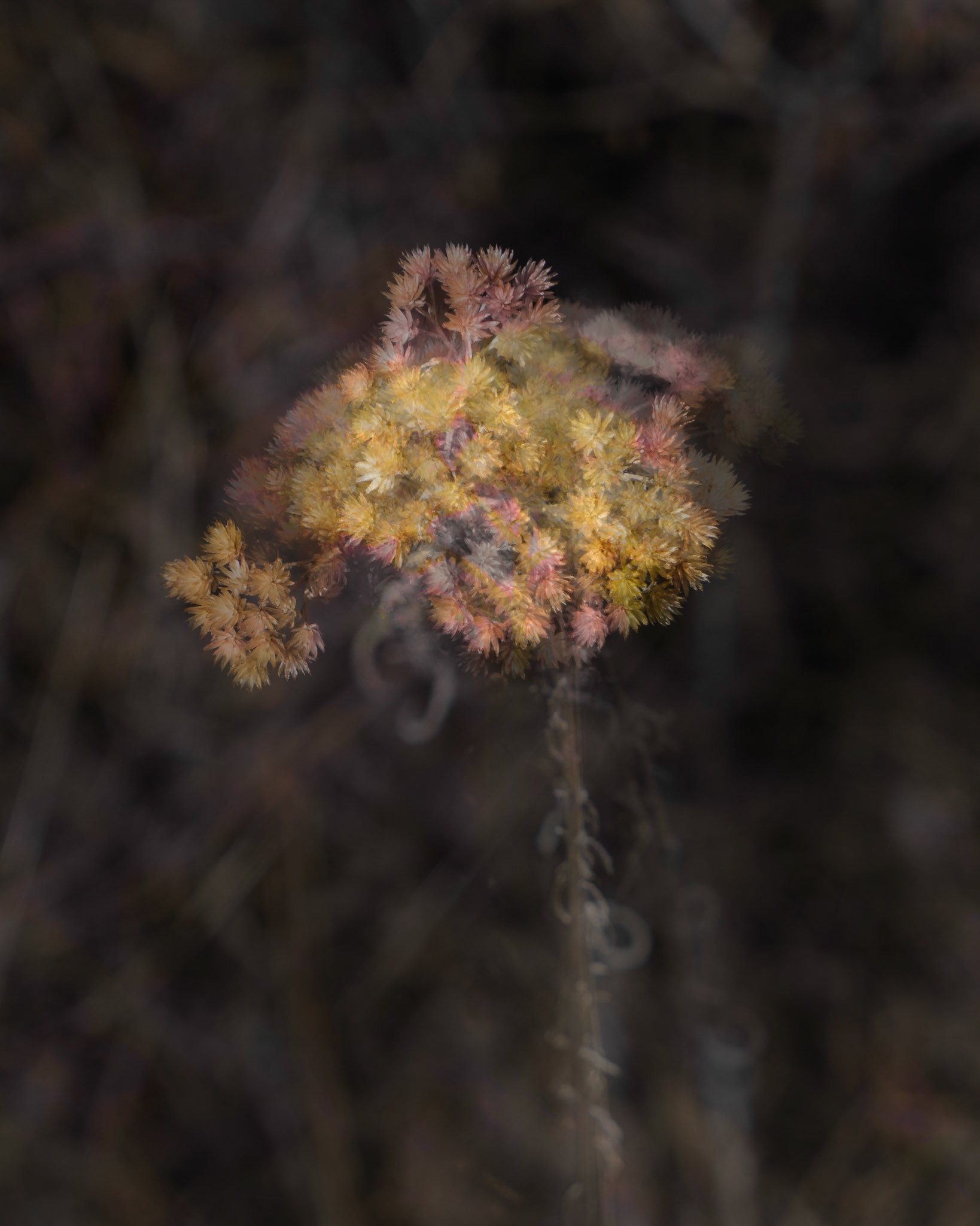 Roundezvous, MultiExposure, March 2020