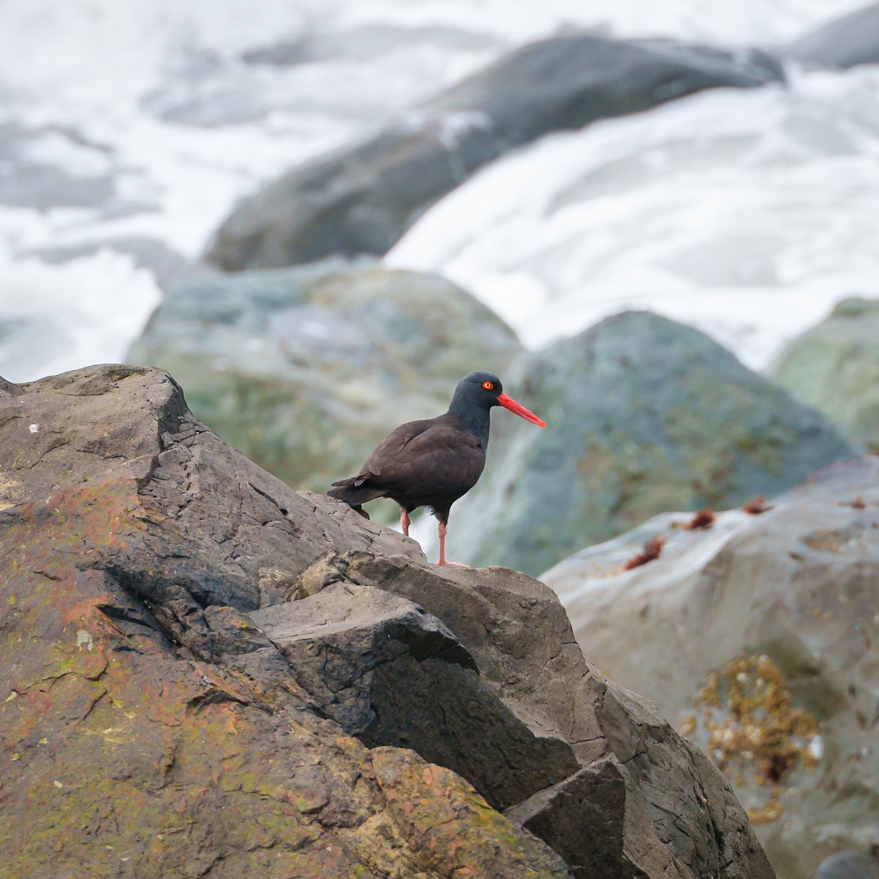 Black Oysstercatcher, Redwood Coast CA 4/2025