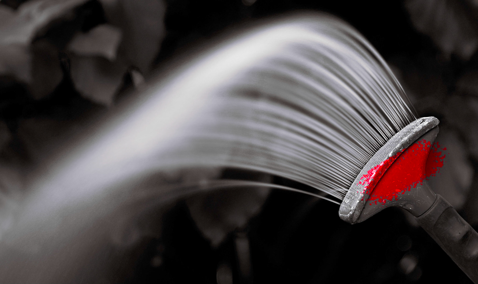 Backyard Springtree, Mill Creek, July 2020