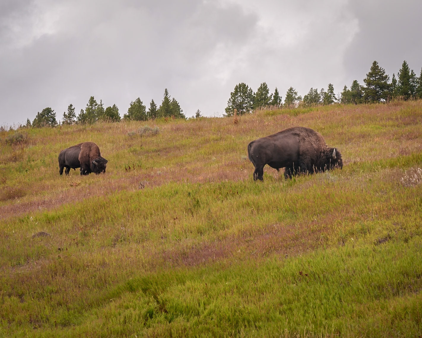 Yellowstone, Sep 2024