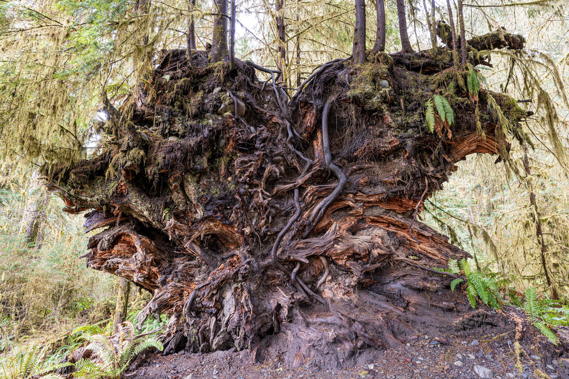 Hoh Rainforest, March 2022
