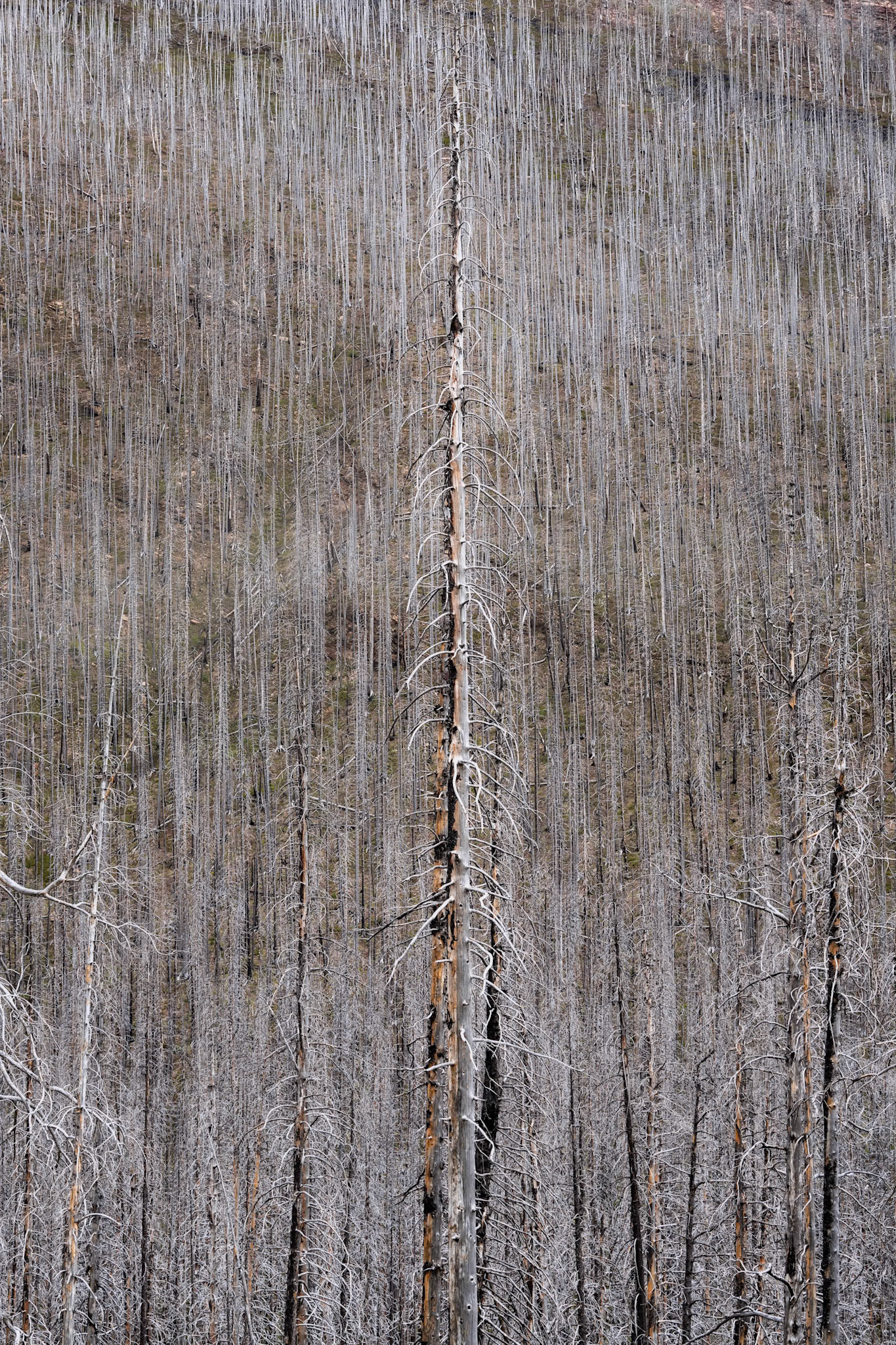 WatertonNP, Alberta June2024