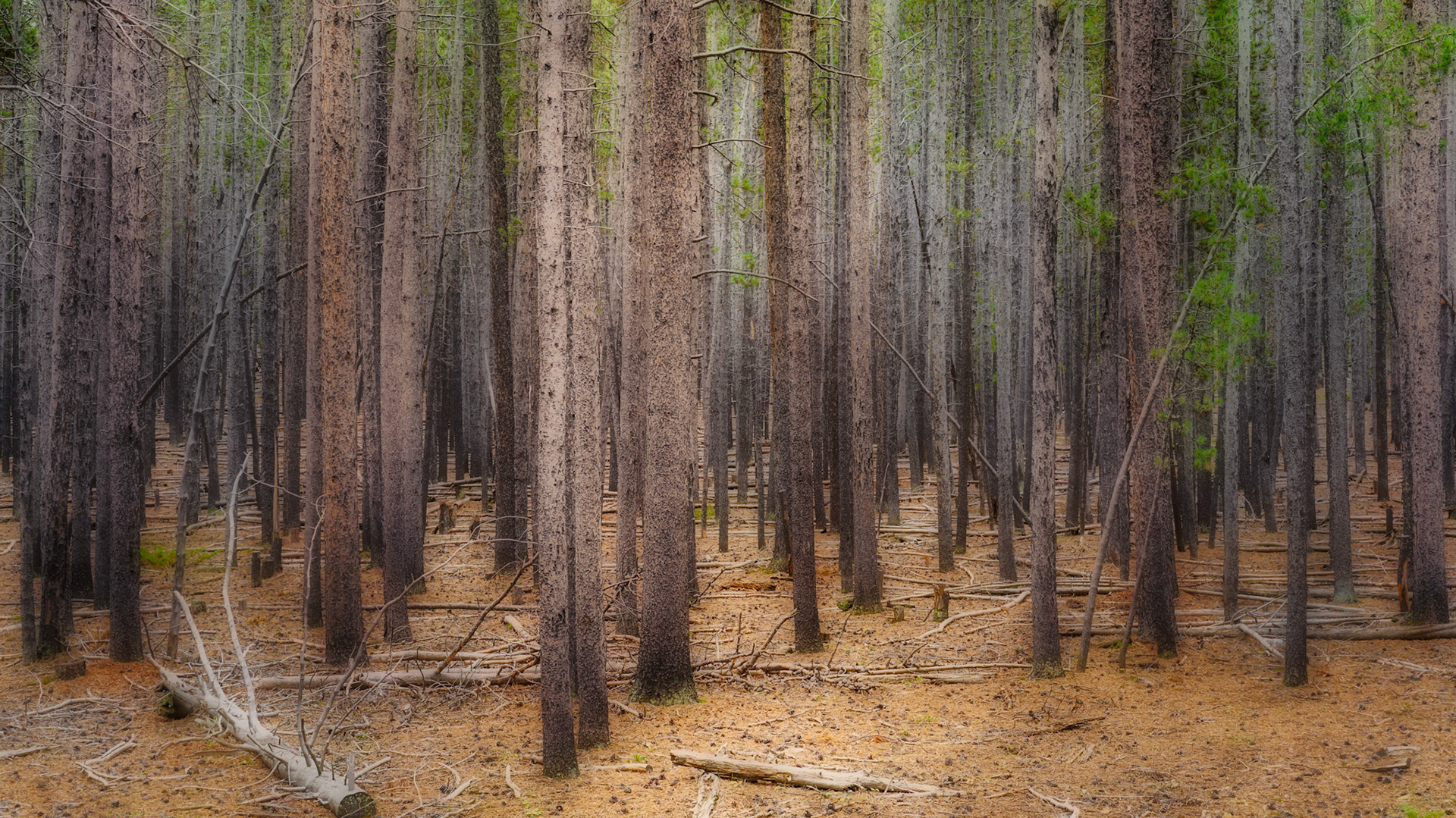 Lodgepoles, Bighorns WY Sep2022
