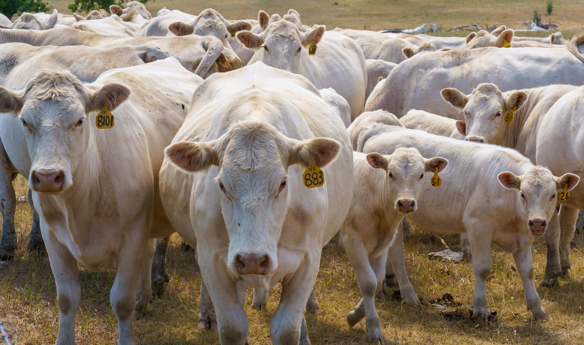 Wyoming's Finest, July 2021