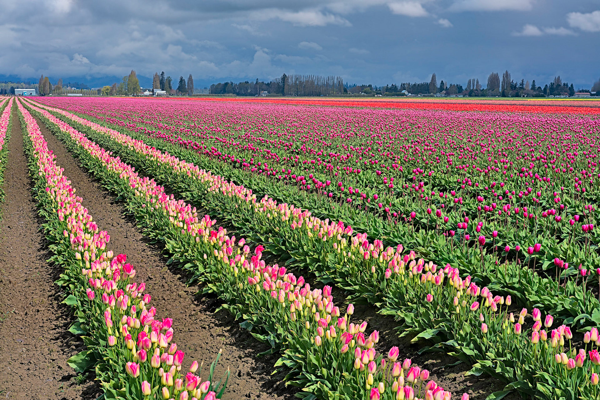 Near LaConner WA  4/2019