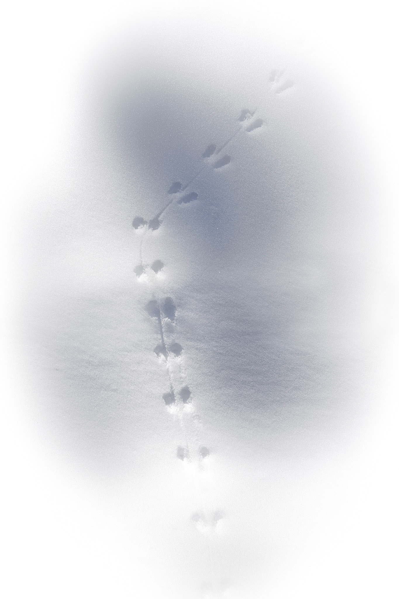 Near Yurt, March 2020