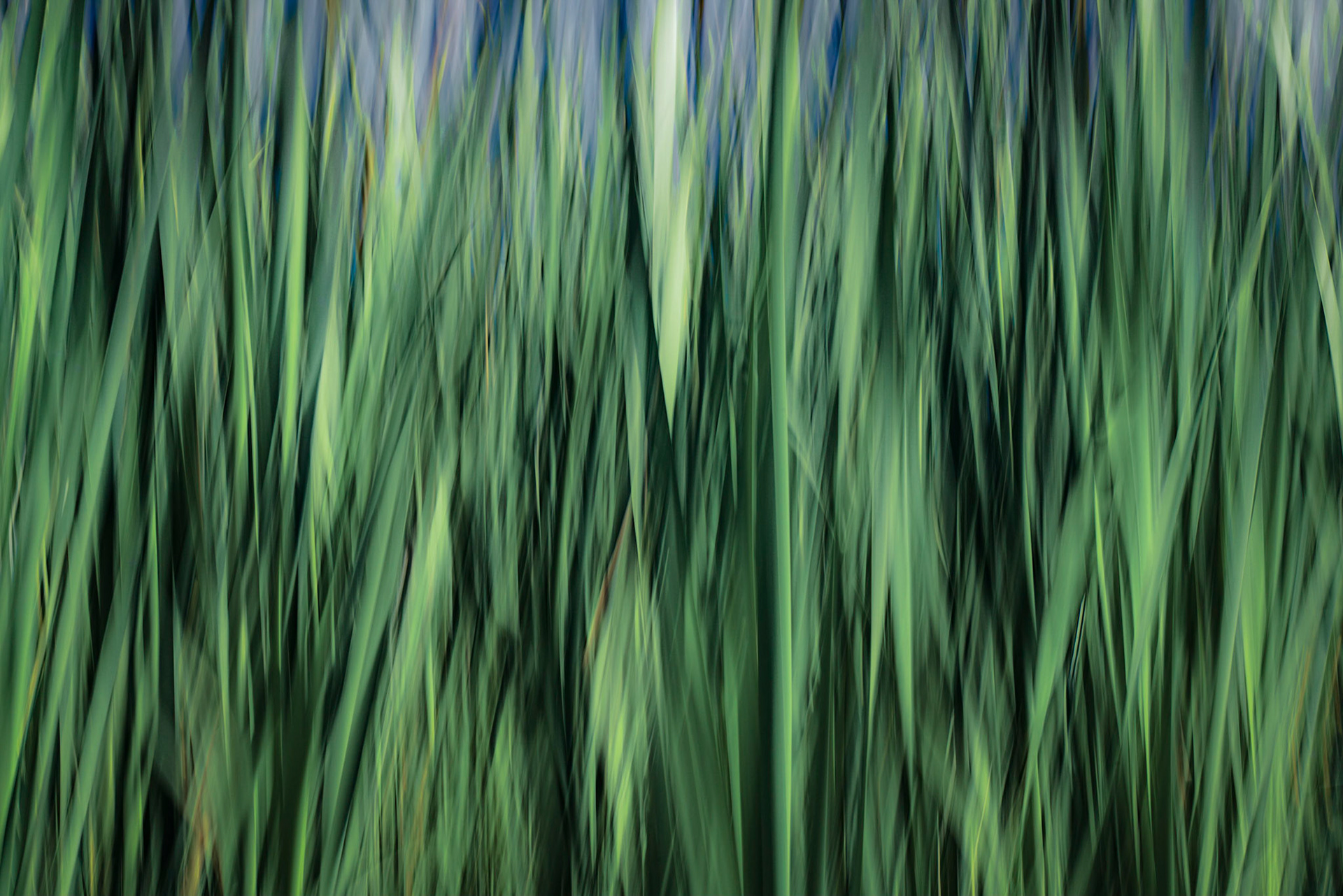 Cattails LaConner 7/2019