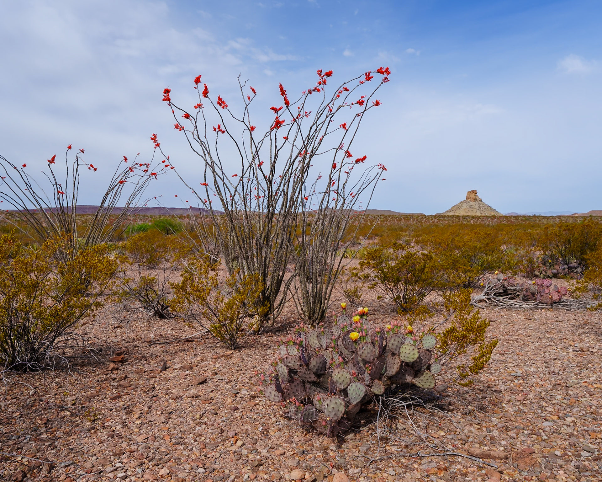 Ocotillo and PricklyPear, Big Bend