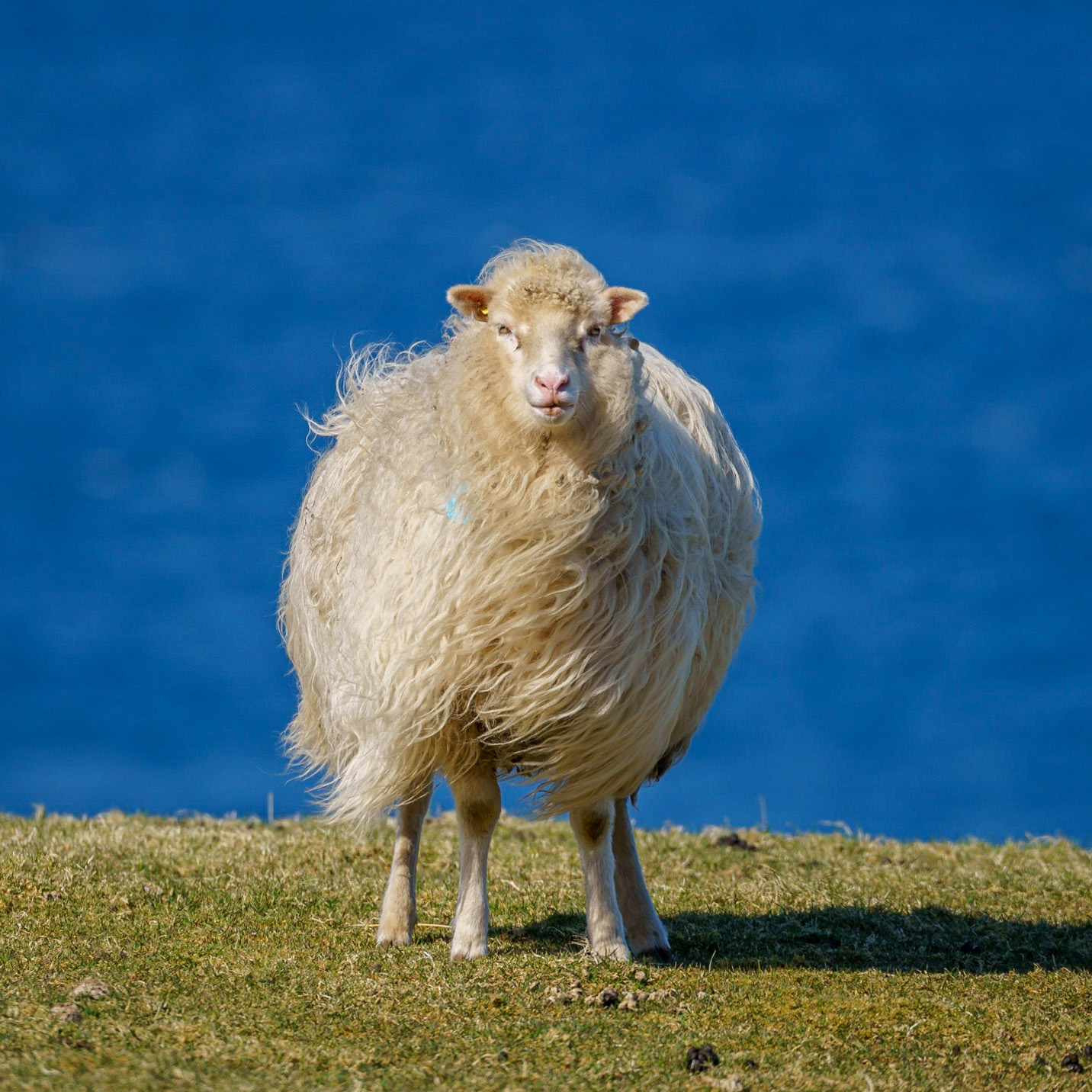 A Sandoy Lamb