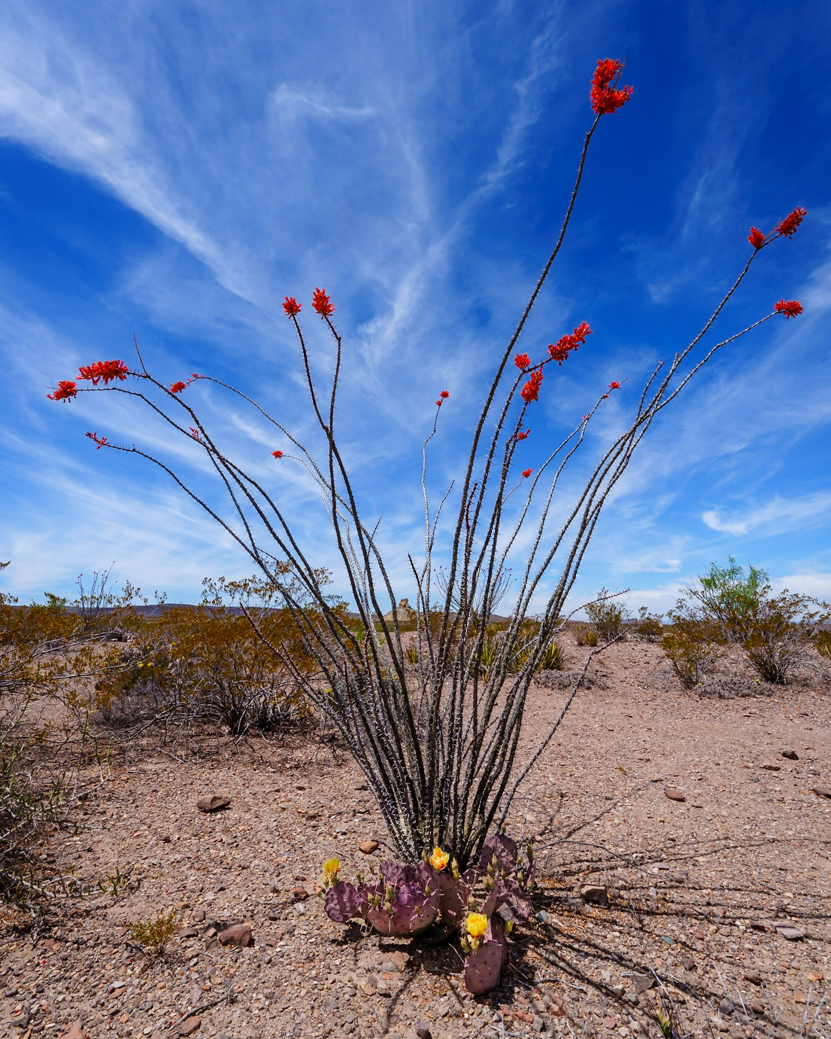 Ocotillo, Big Bend