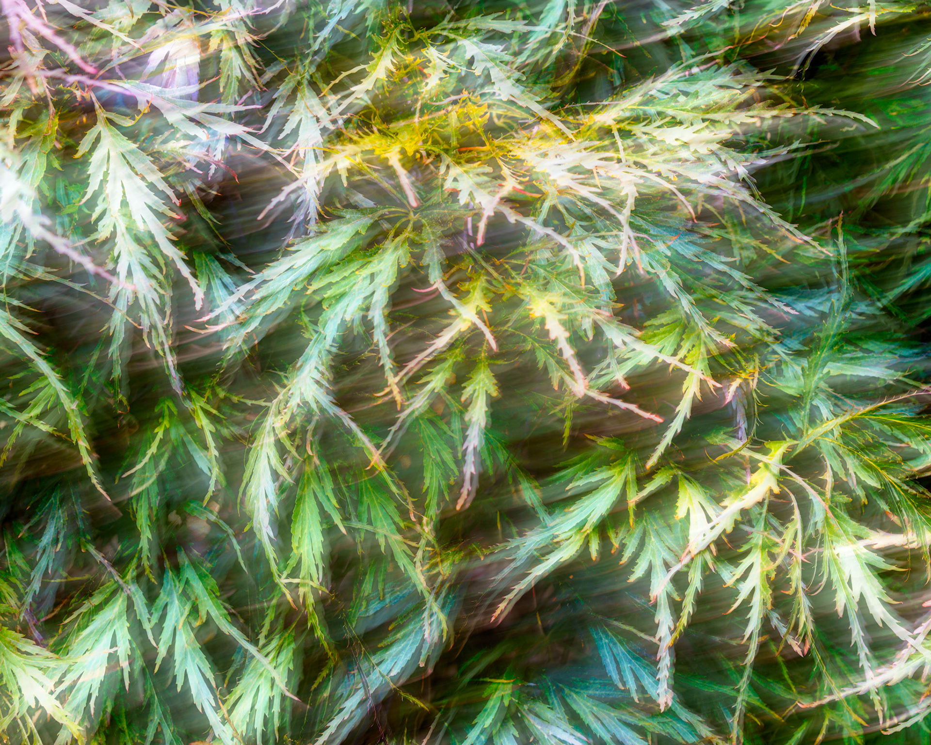 Backyard Springtree, Aug 2021