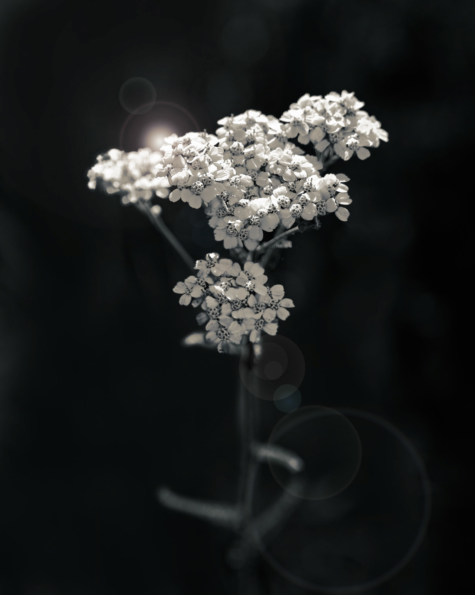 Roundezvous Yarrow, June2026