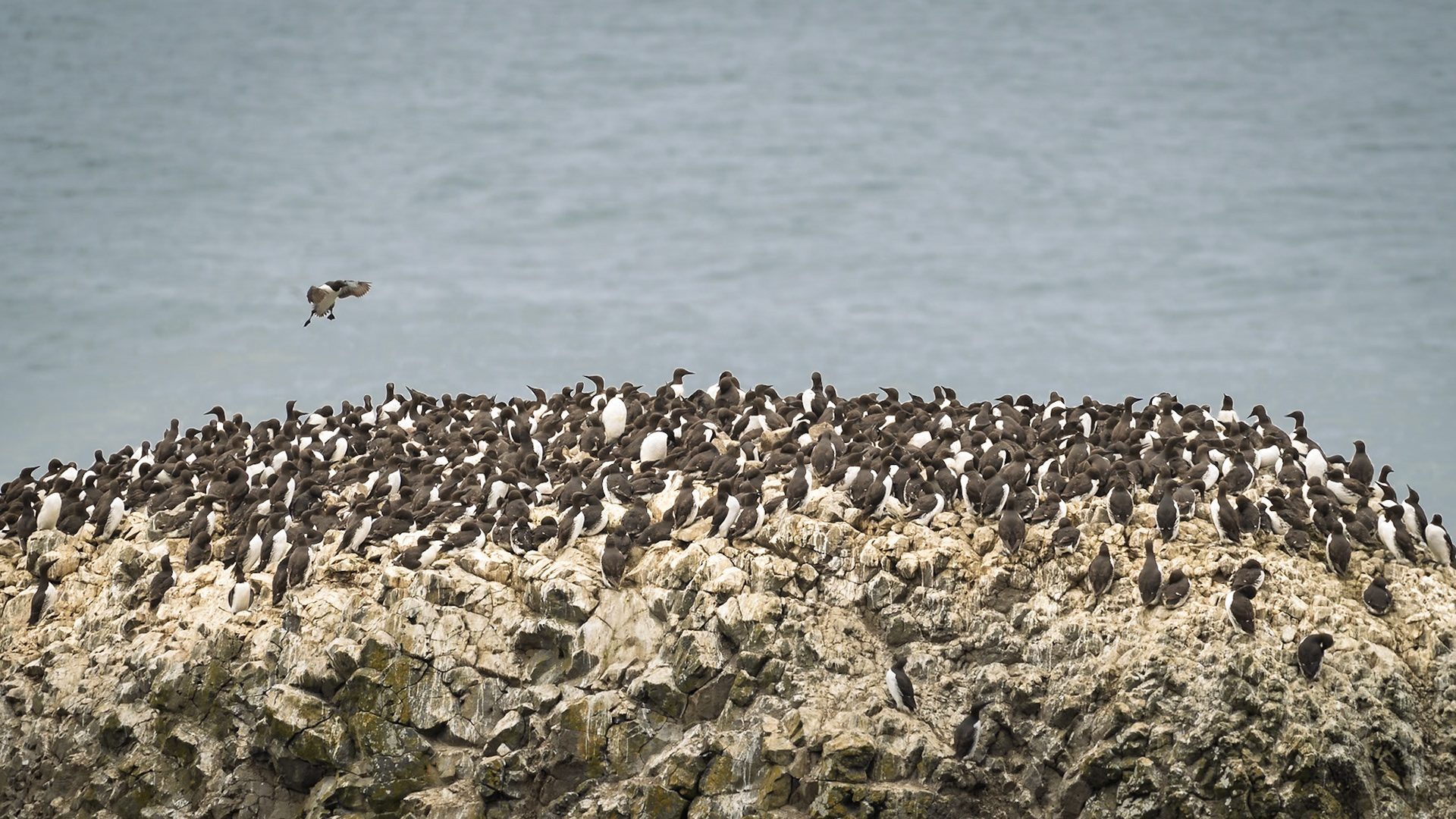 CommonMurres Oregon July2026