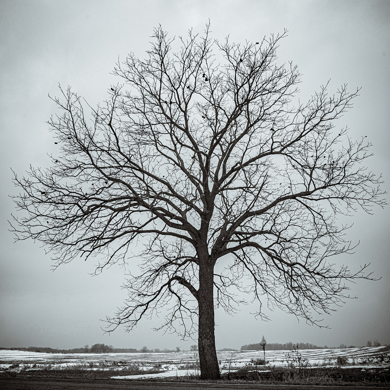 Stockbridge on The Day