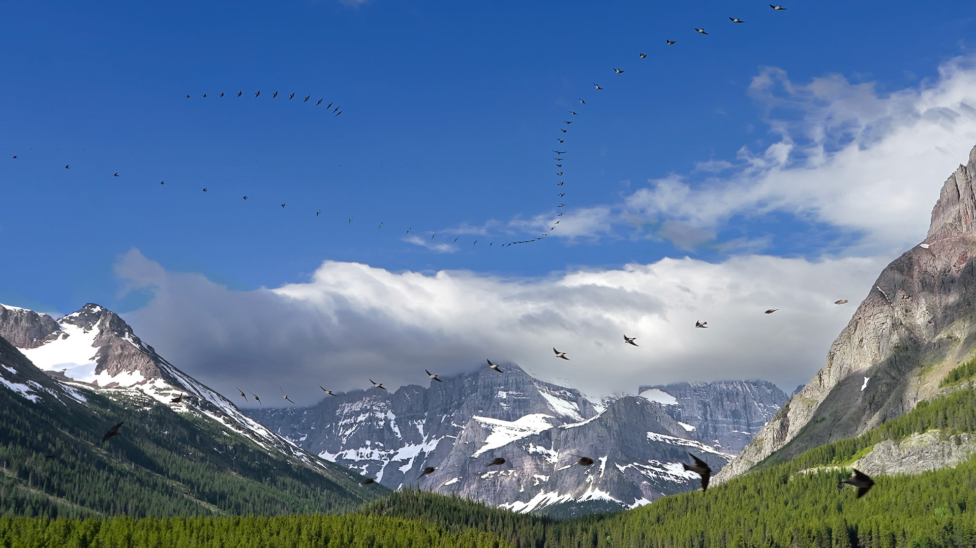 Tree Swallows, Glacier N.P., June 2024