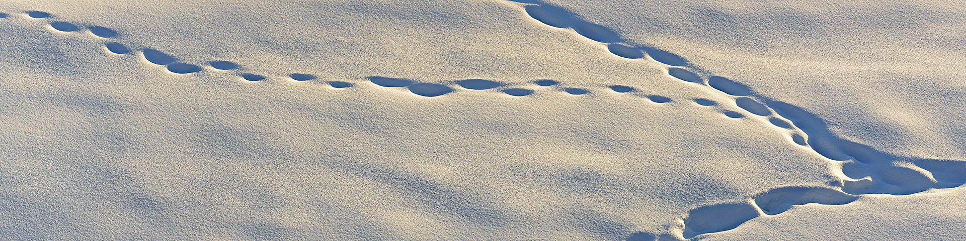 Along Methow River, 3/2019