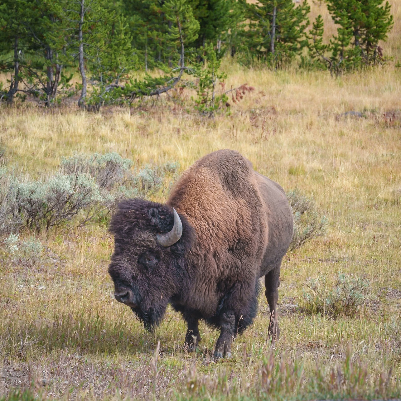 Yellowstone, Sep 2024