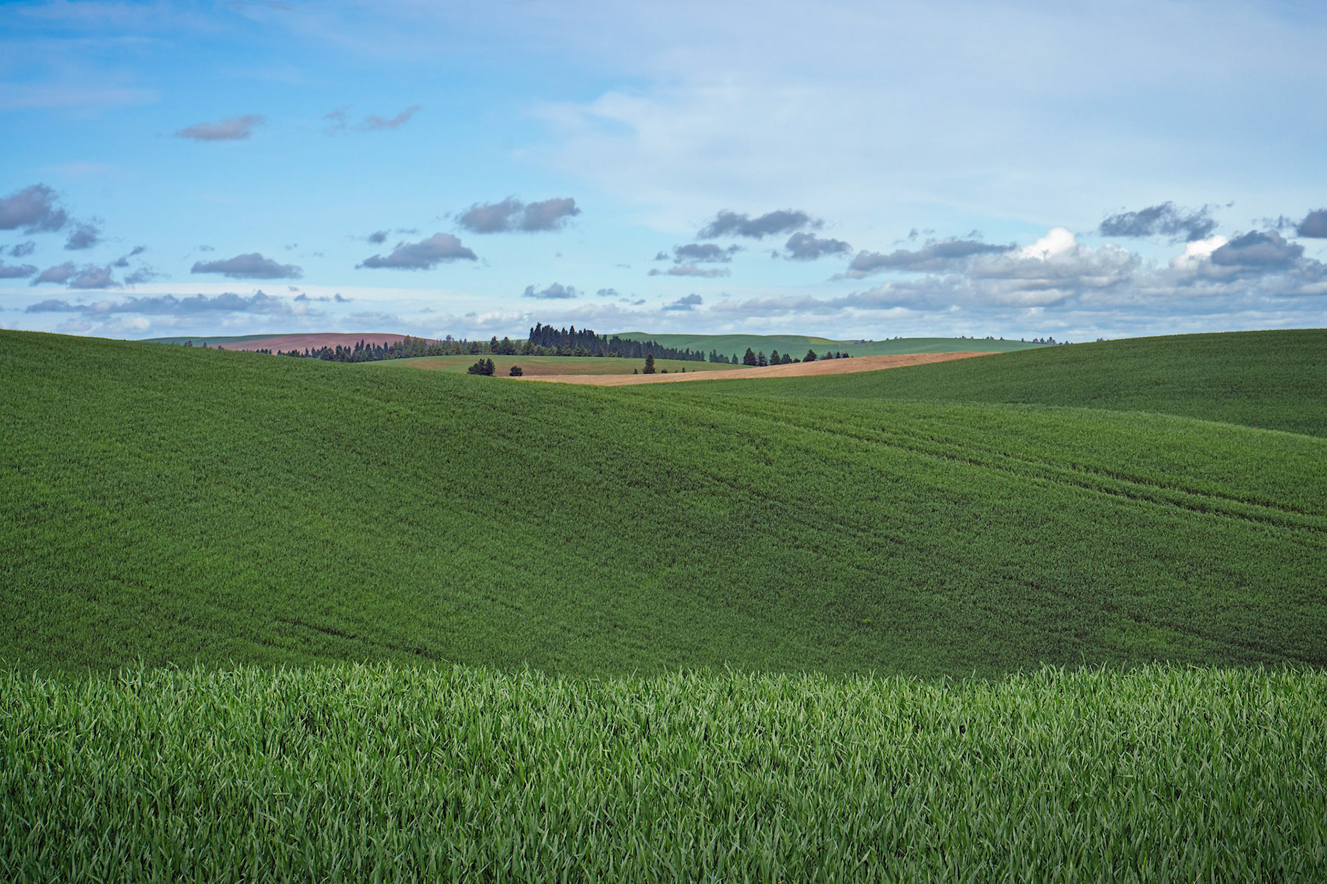 The Palouse, 5/2019