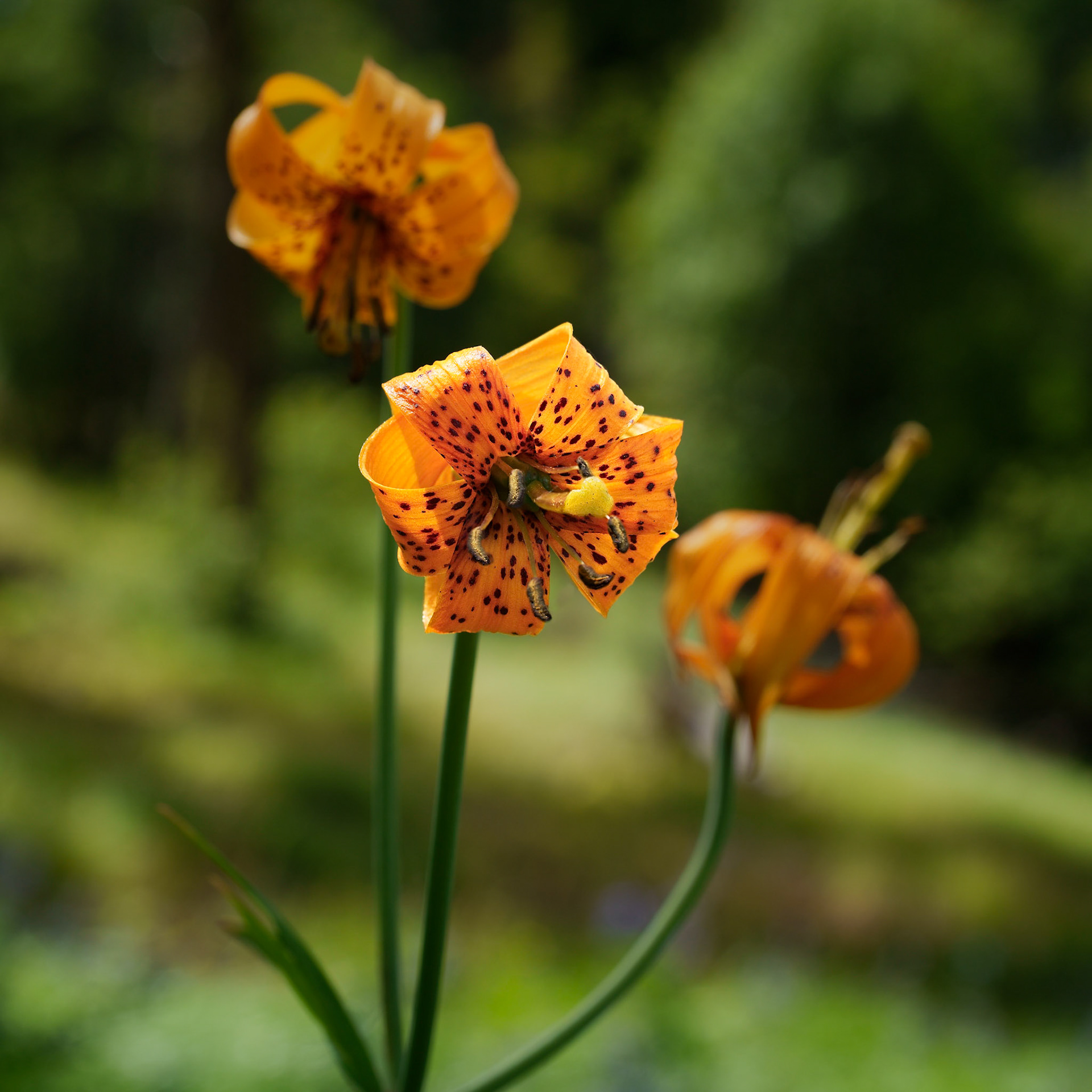 Columbian (Small Flowered Tiger) Lily, Near Yurt, July 2020