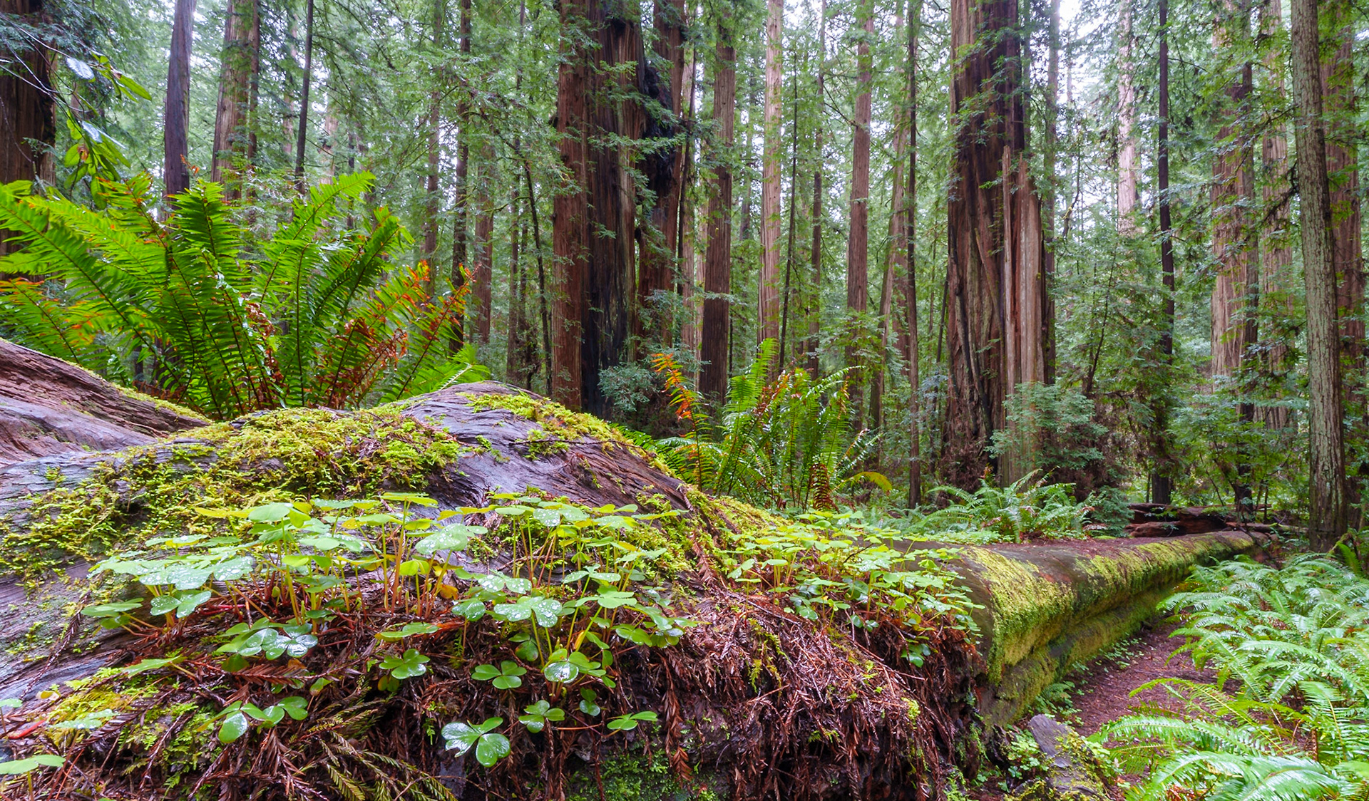 Redwoods April 2025
