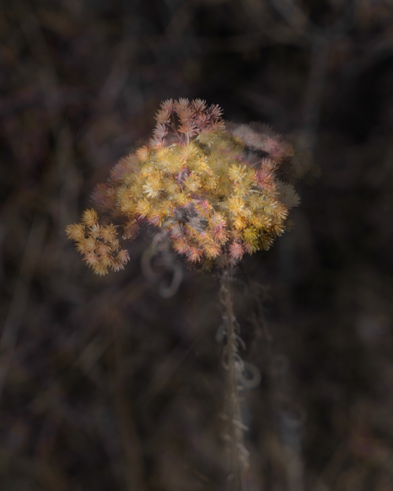 Roundezvous, MultiExposure, March 2020