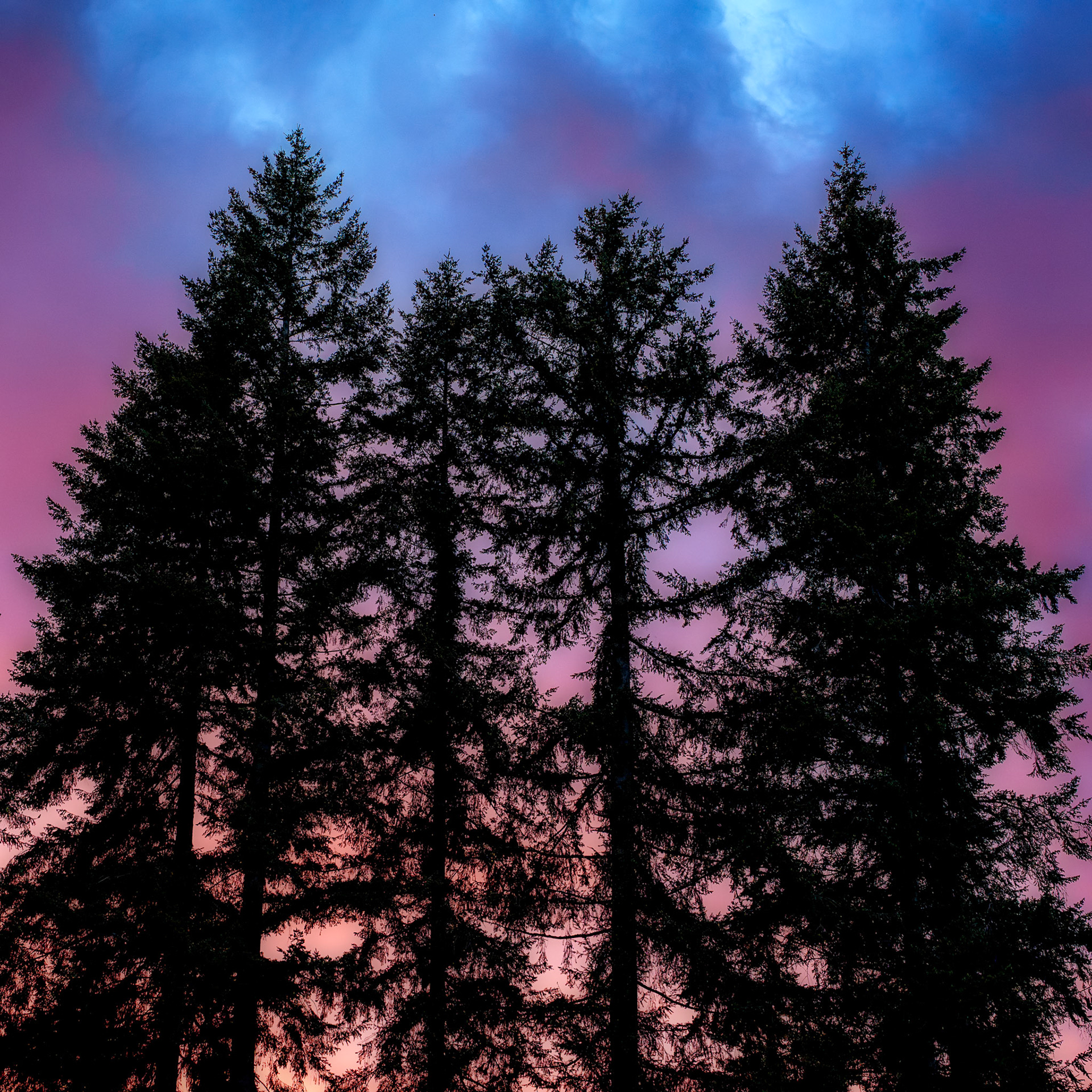 Springtree, MillCreek May2024