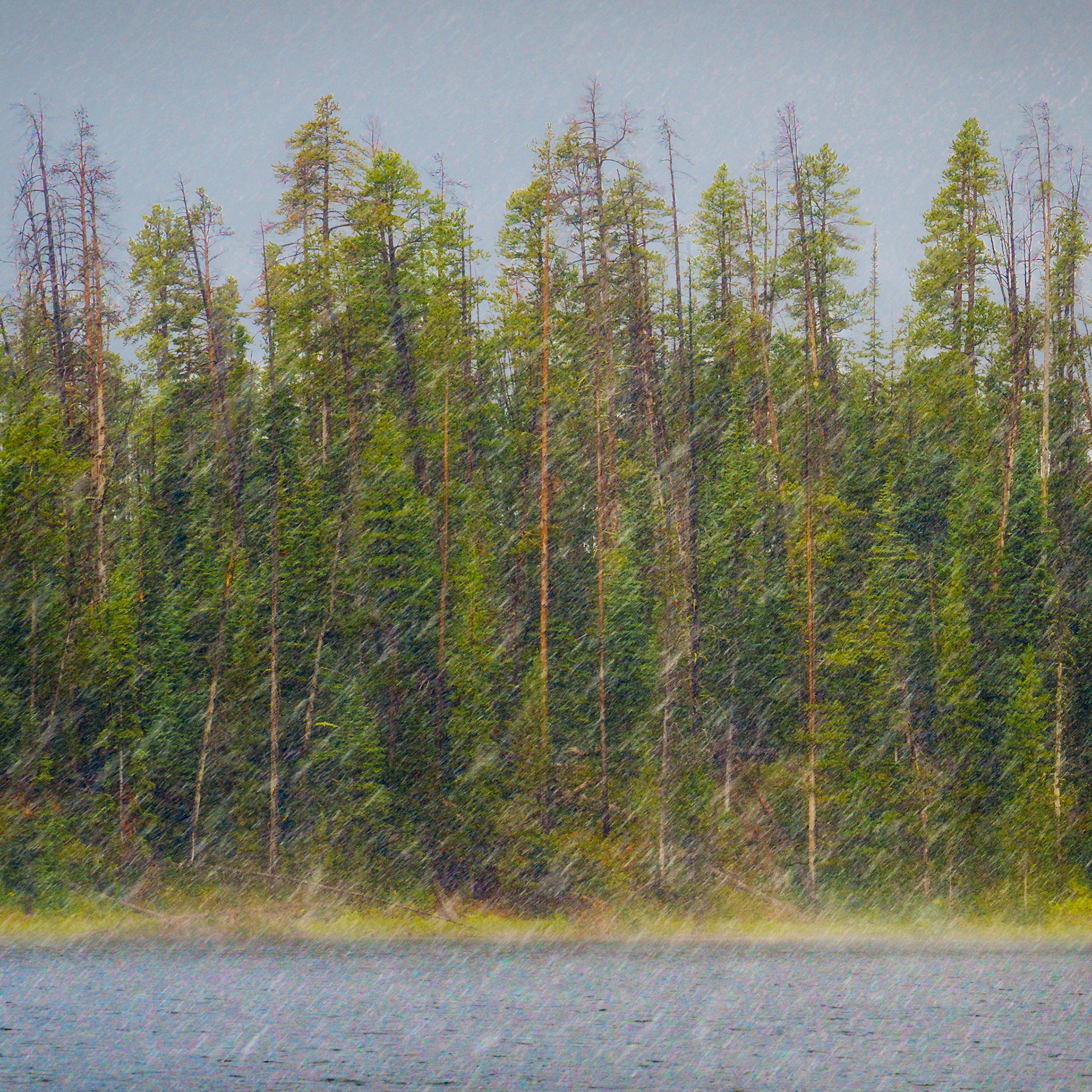 Yellowstone N.P. Sep2024