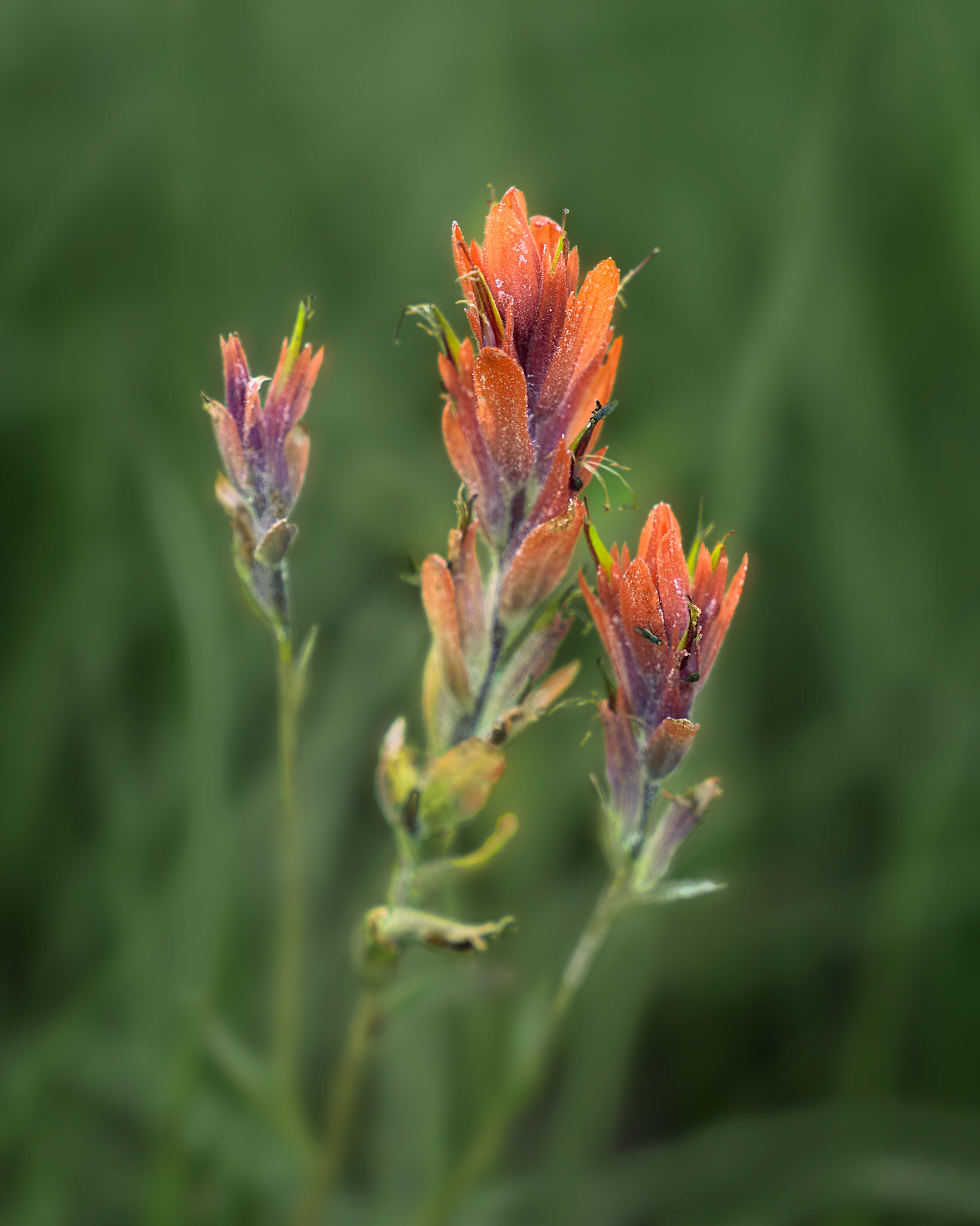 Roundezvous IndianPaintbrush, June2026