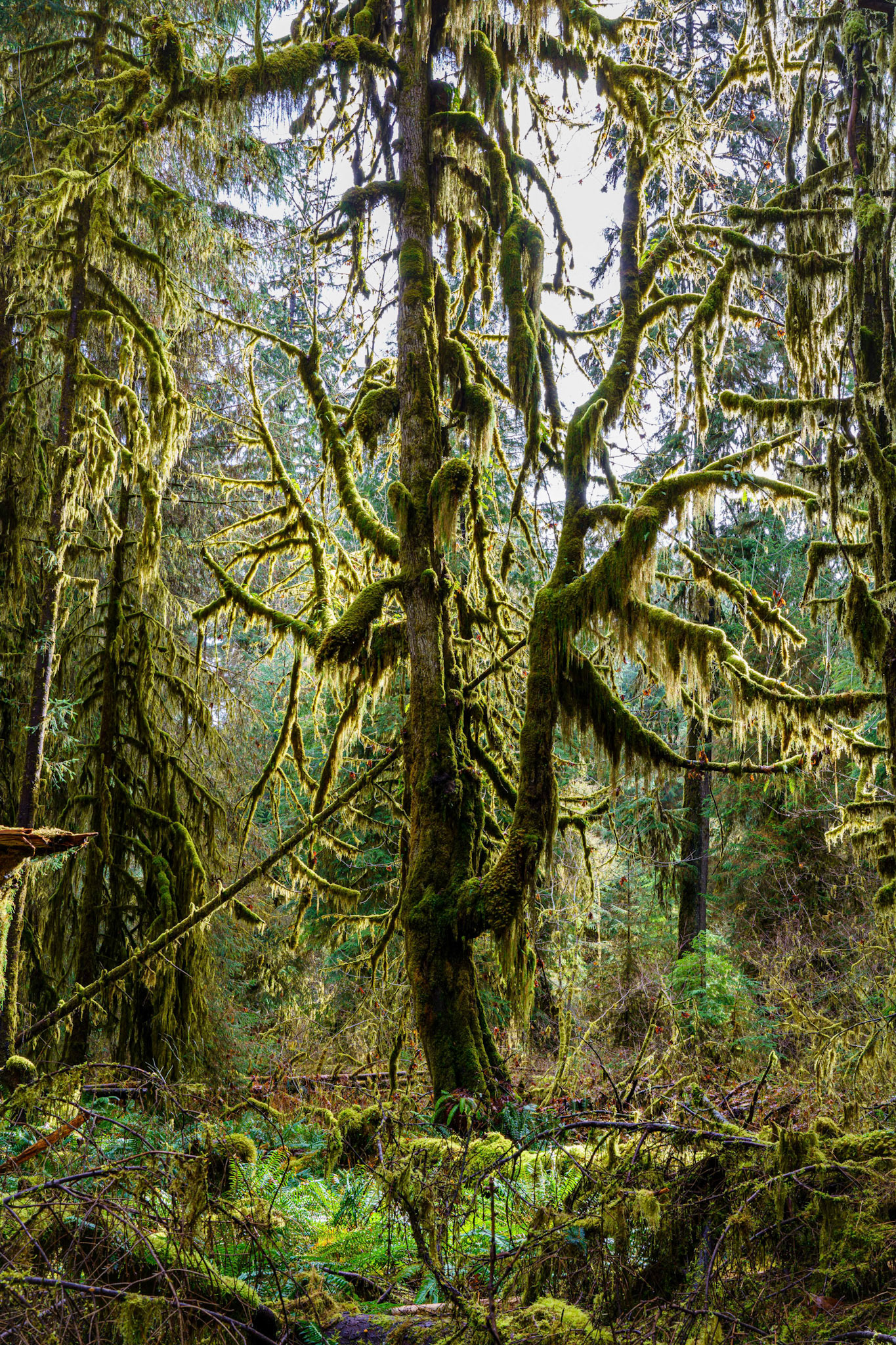 Hoh Rainforest, March 2022