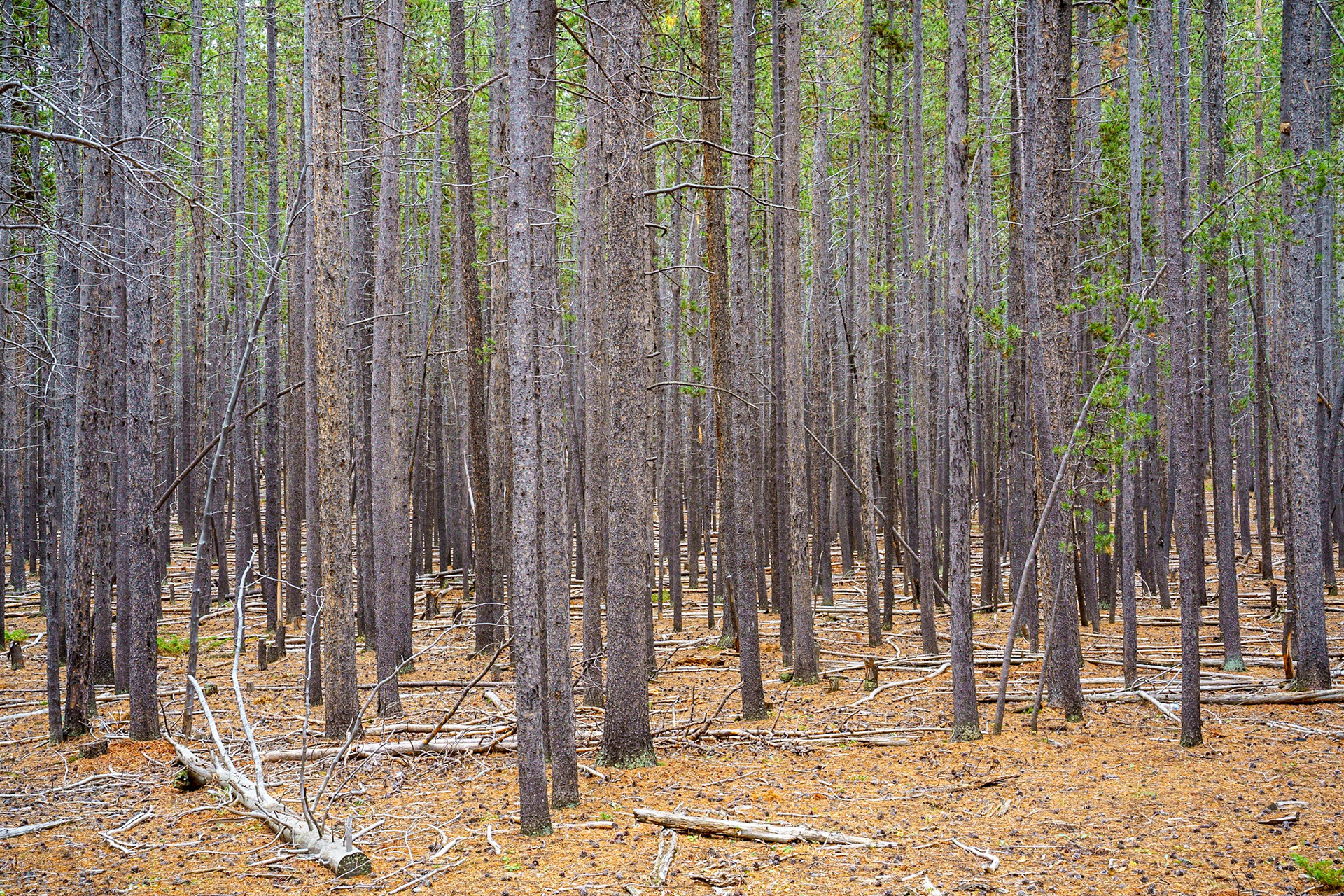Bighorn Mtns, Sep 2022