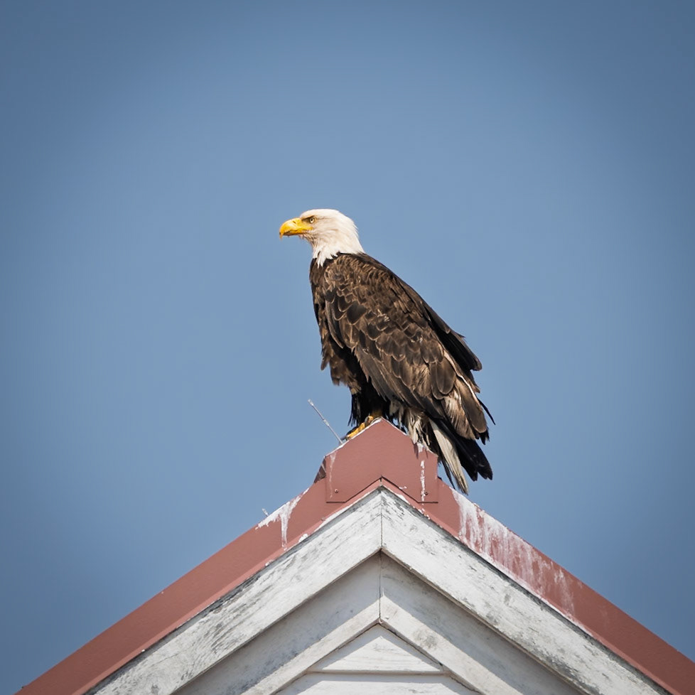 BaldEagle FortFlagler Aug2026