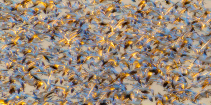 Snow Geese, Skagit Flats, Dec 2020