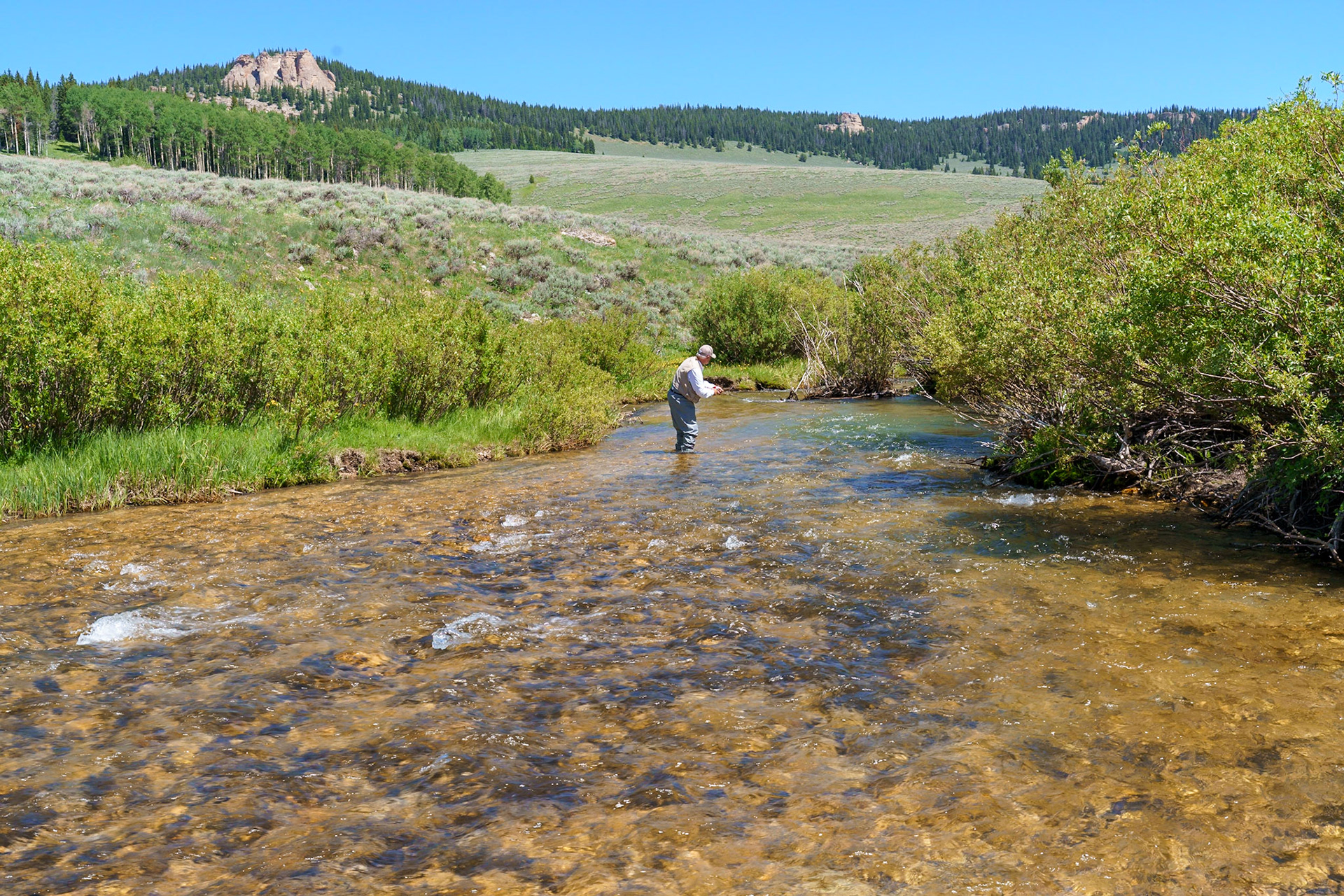 Bighorn Mtns, WY June 2021